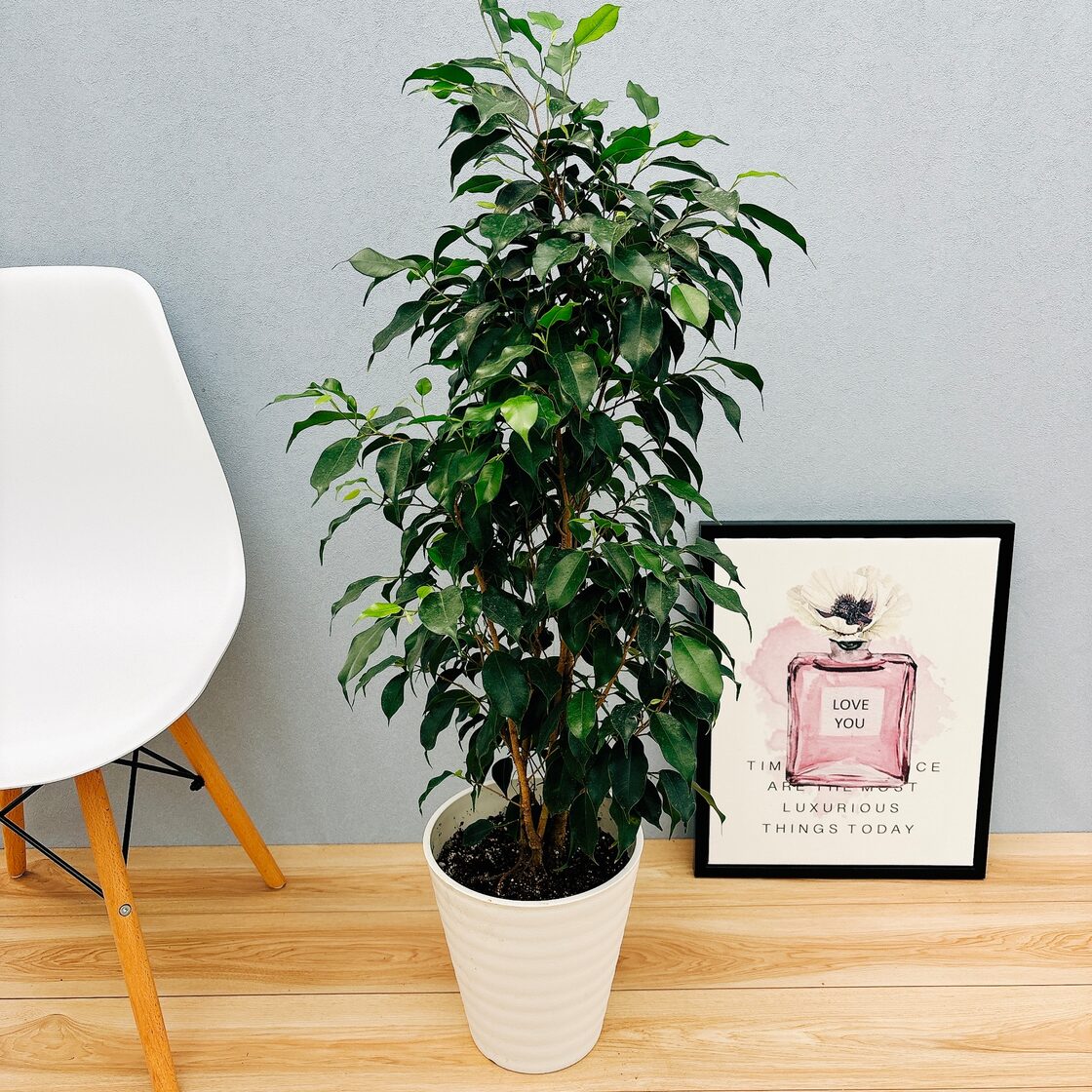 現品］【希少】86番 フィカスグランディス 8号 観葉植物 室内 大型 