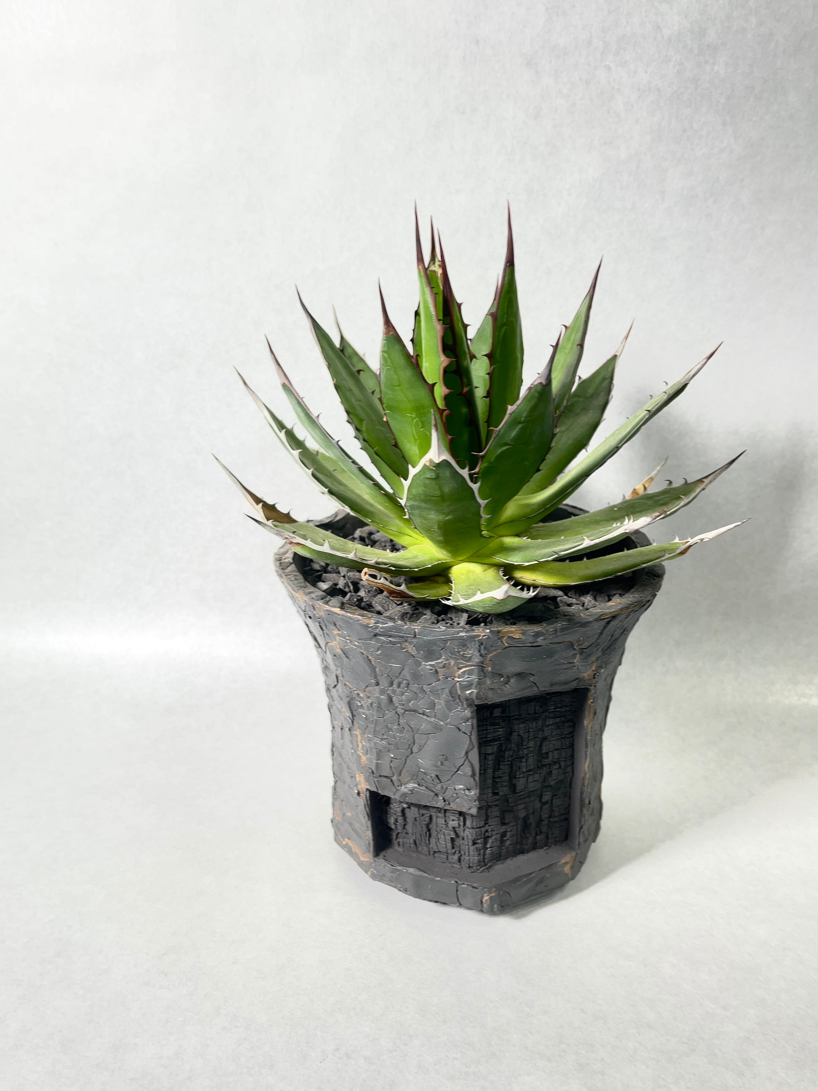 アガベ　ホリダ アガベ ホリダ 027 Agave horrida 強棘 | Sunny Branch