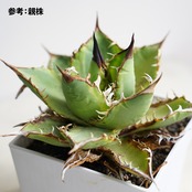 抜き苗 チタノタ錦 Agave titanota f.variegata