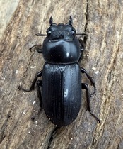 【WD】《ヤクシャオオクワ亜種gracilicornis 23mm ♀単》
