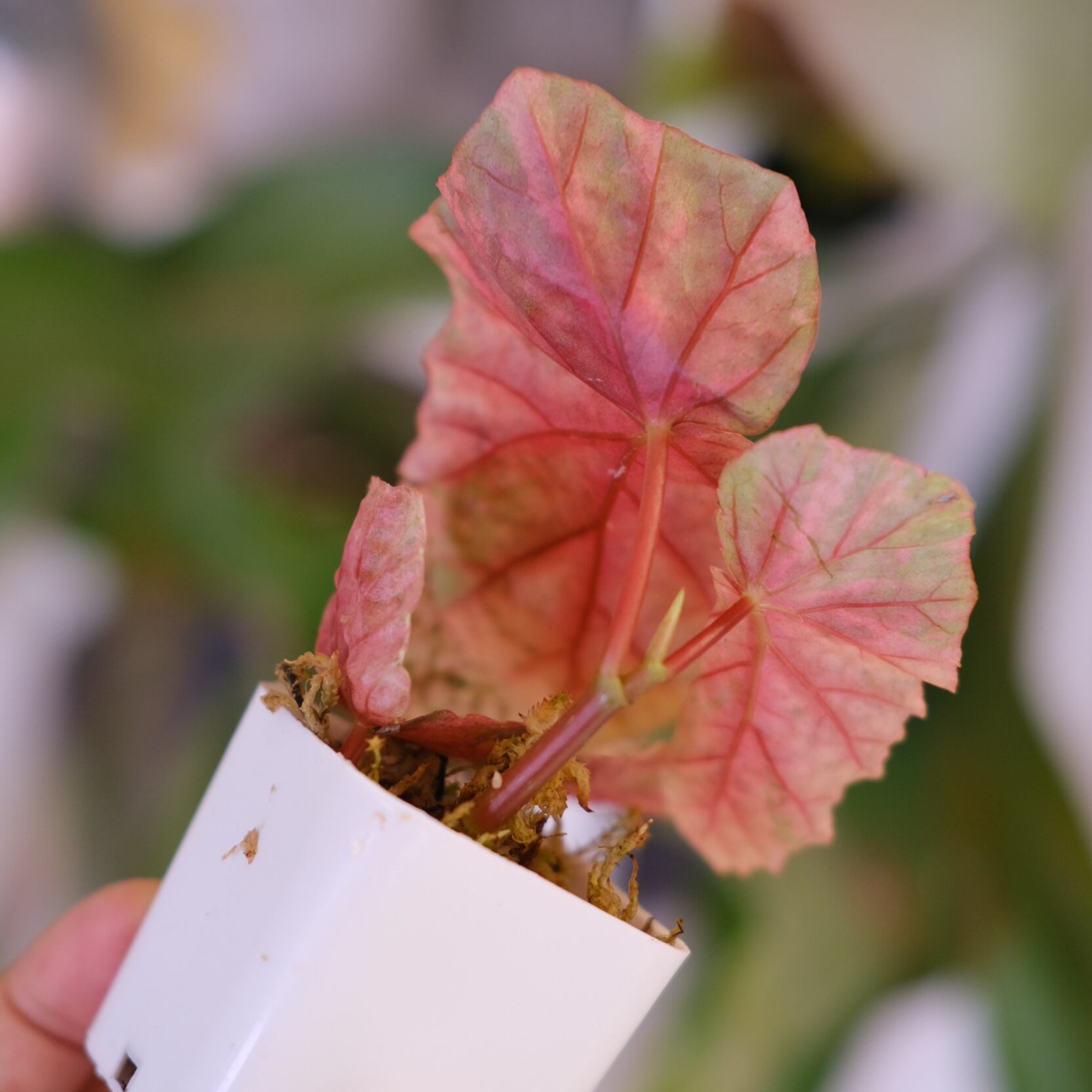 Begonia Snow Capped Variegata｜ベゴニア スノーキャップド 斑入り