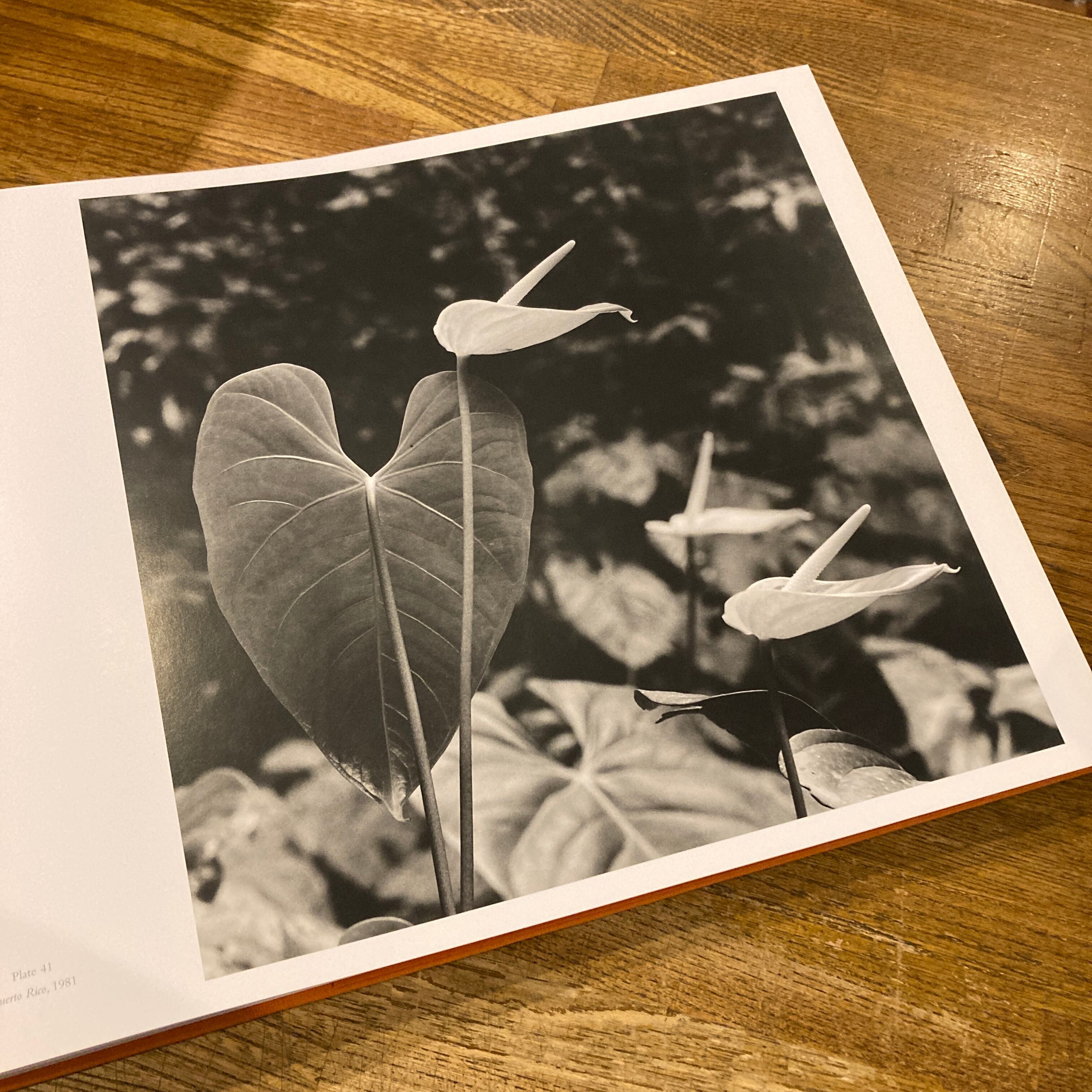 Mapplethorpe: The Complete Flowers / Robert Mapplethorpe（ロバート