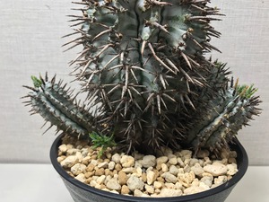 ユーフォルビア ゼブラホリダ
