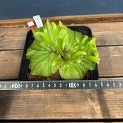 ビカクシダ　リドレイ優良実生　P.ridleyi Sebangau Kuala, Borneo【511】