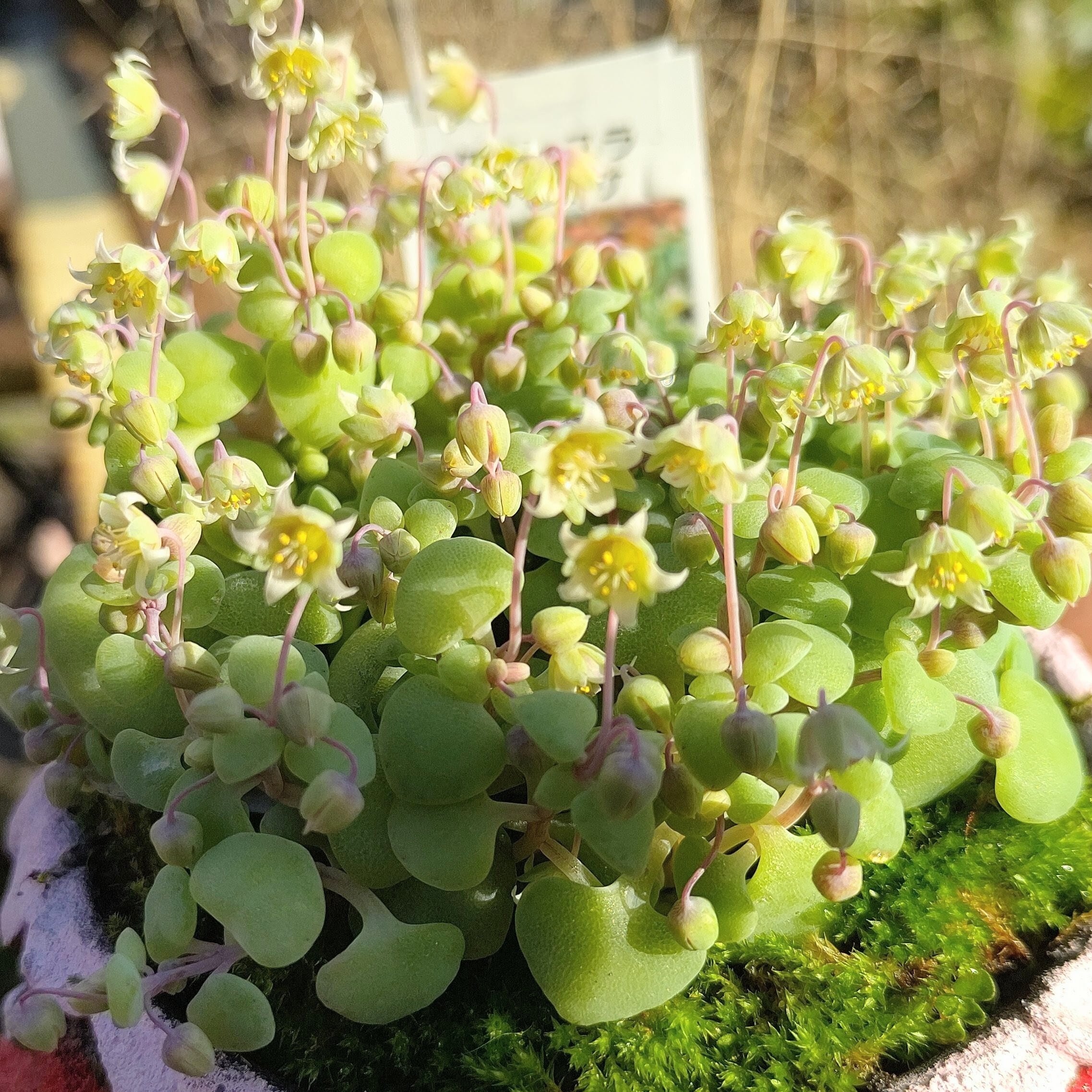 ウェディングドレス錦 アエオニウム | RuPo 多肉植物専門店