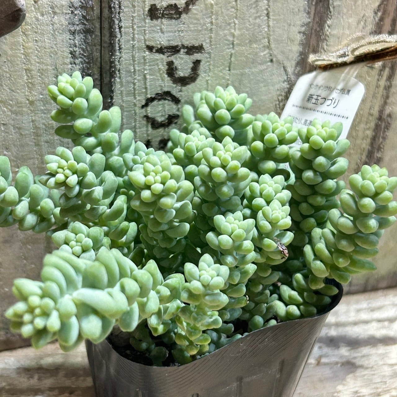 新玉つづり | RuPo 多肉植物専門店