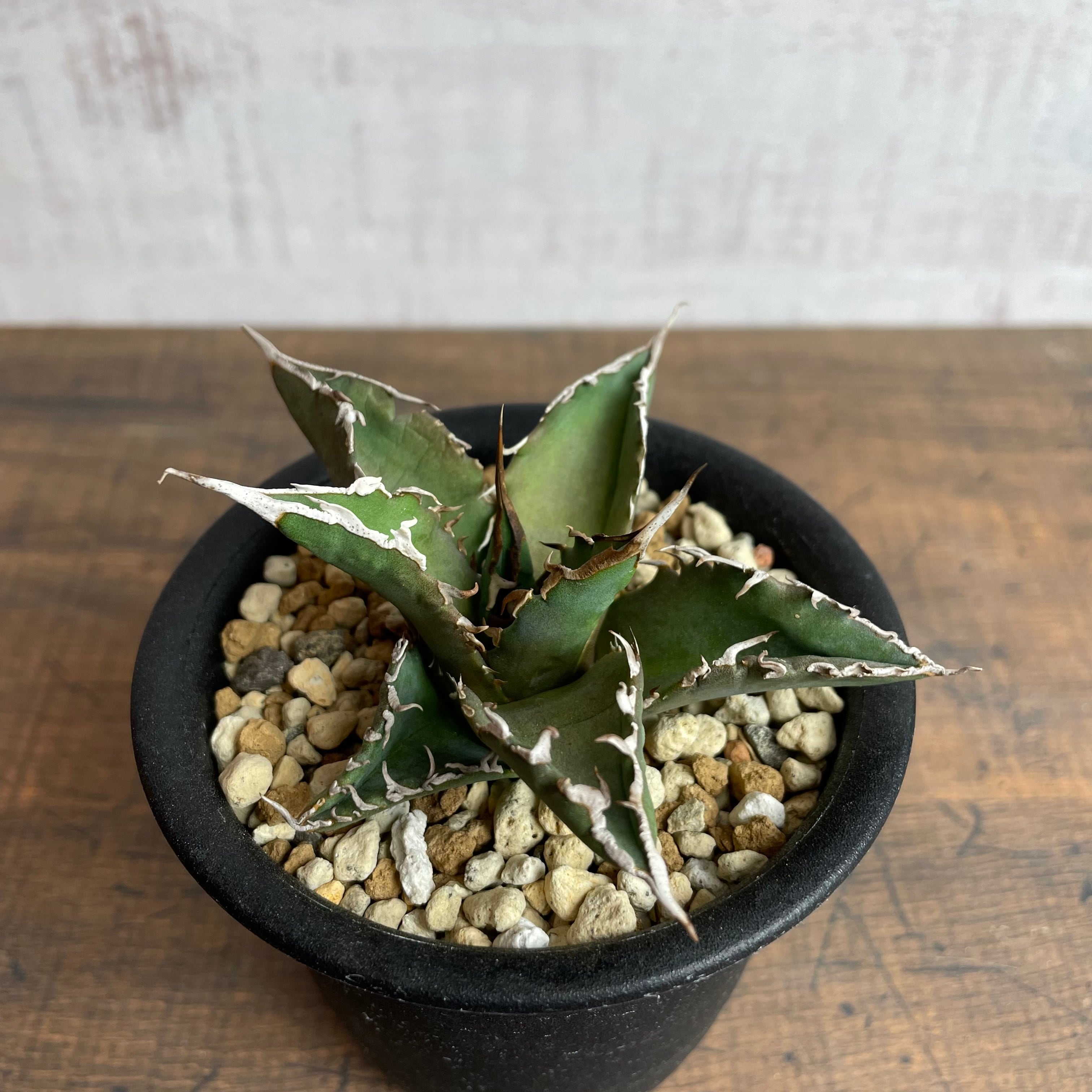 選抜株　Agave アガベ　titanota チタノタ　白鯨　台湾株