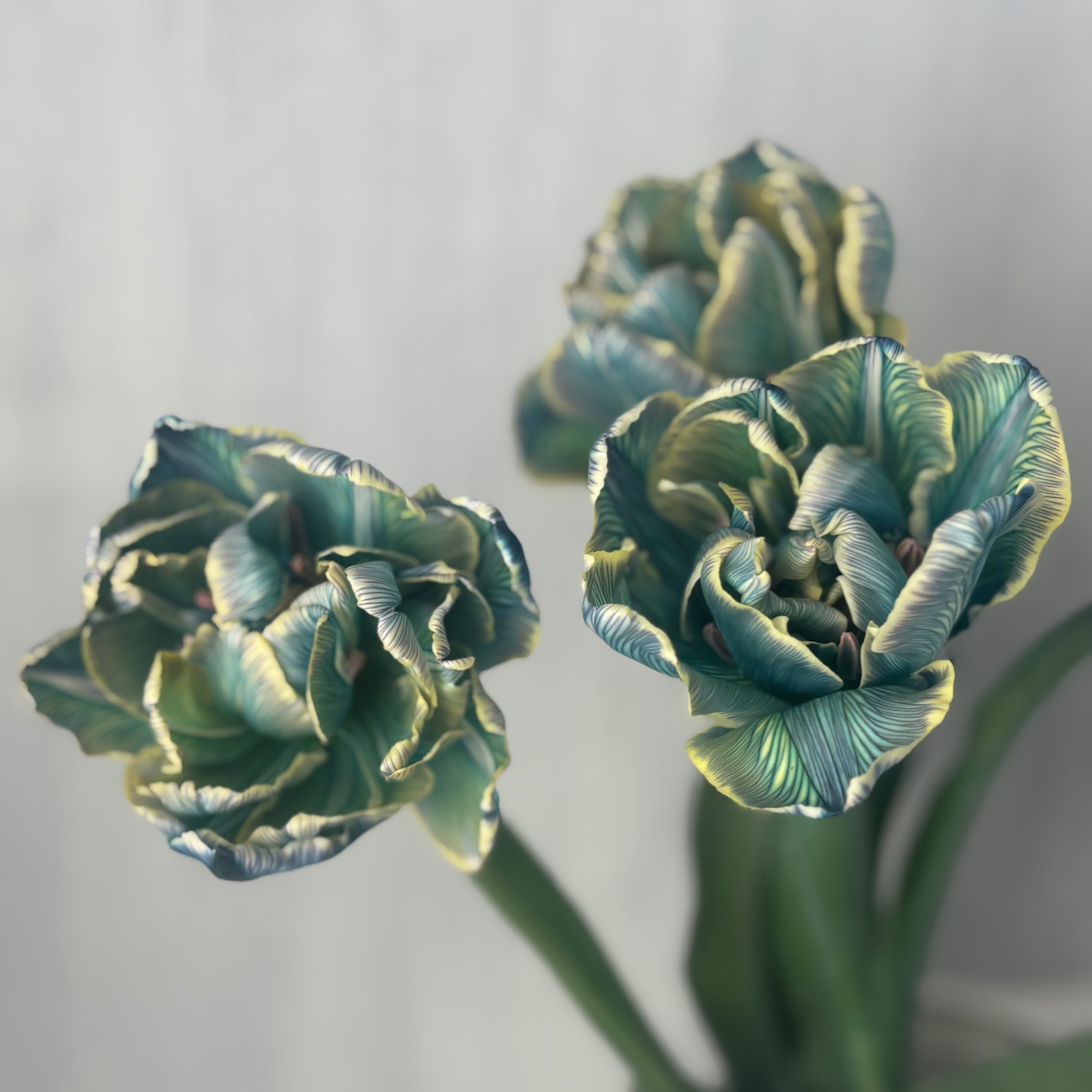 今週のチューリップ 即出荷】 ブルー色の染めチューリップ八重咲き