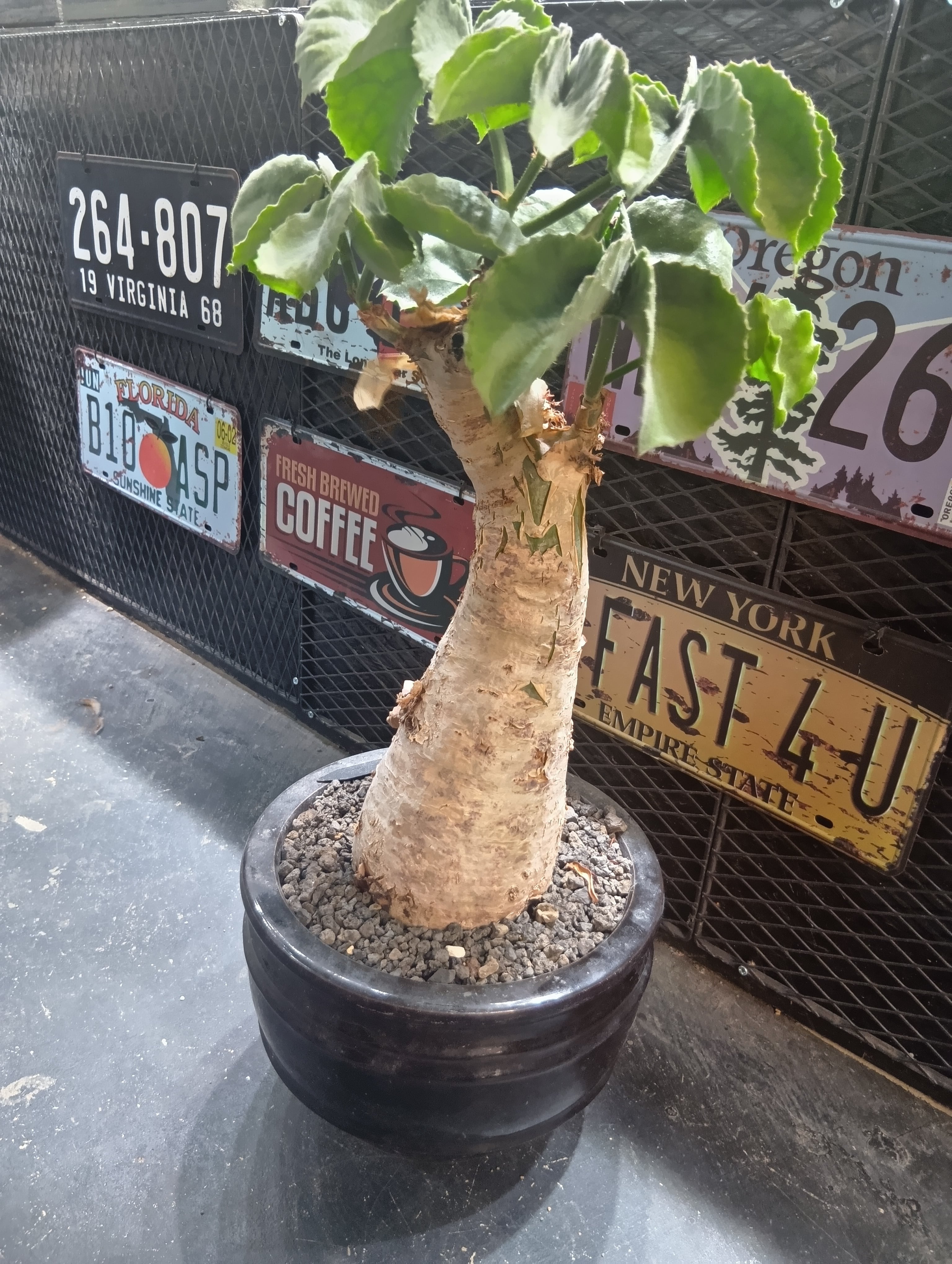 キフォステンマ　マクロプス　現地球　大株 キフォステンマ マクロプス 現地球 大株