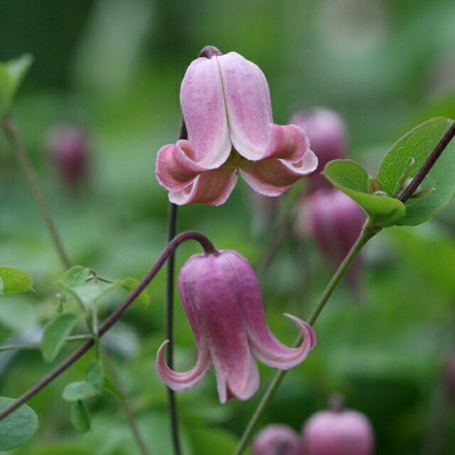 クレマチス ジョゼフィーヌ 早咲き大輪系 | mateflowergarden