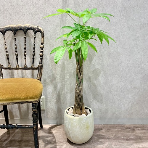 一点もの【パキラ編み込み】｜観葉植物｜発財樹｜Money tree｜開店祝い｜新築祝い｜引越し祝い｜お祝い｜自宅用