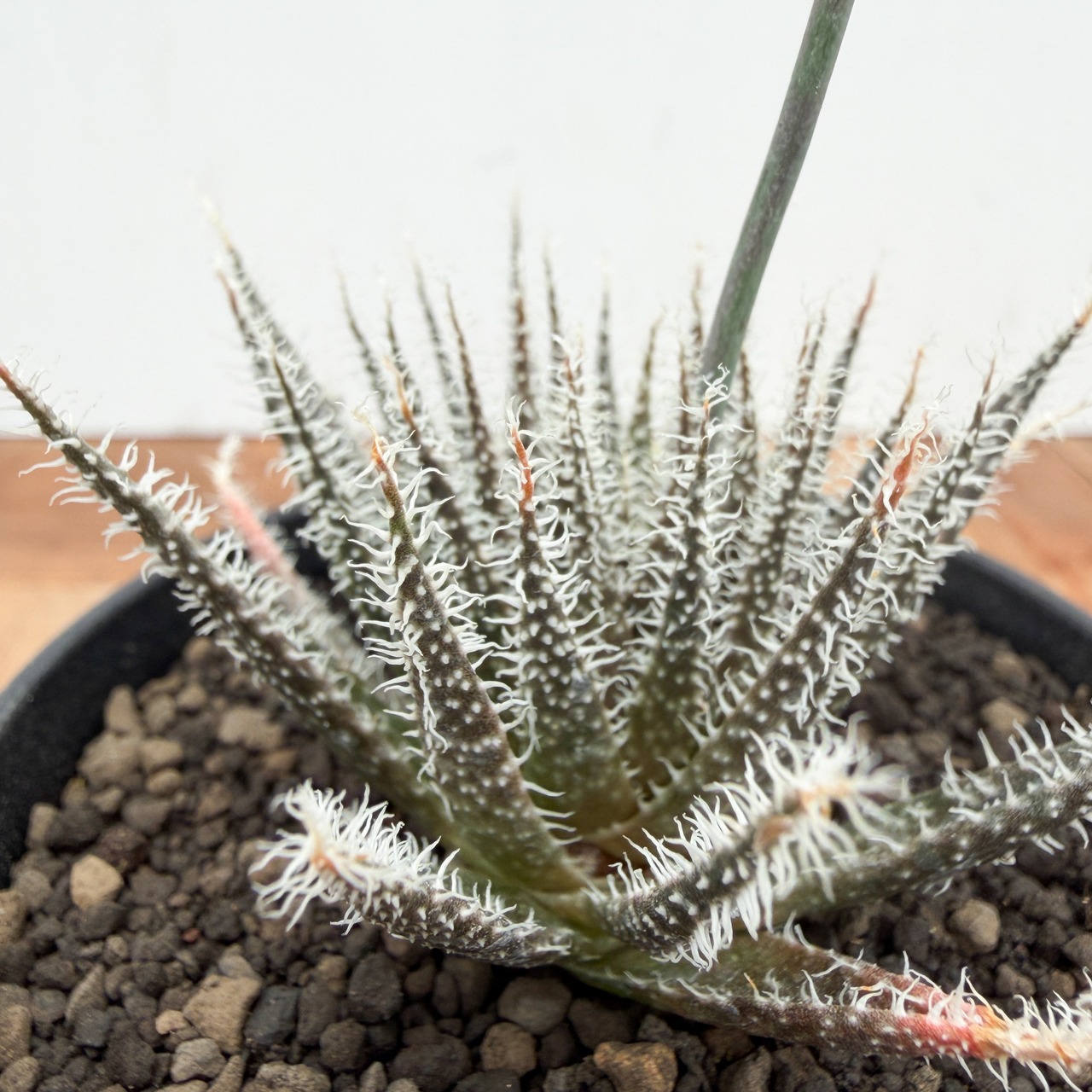 Aloe haworthioides【アロエ・ハオルチオイデス】