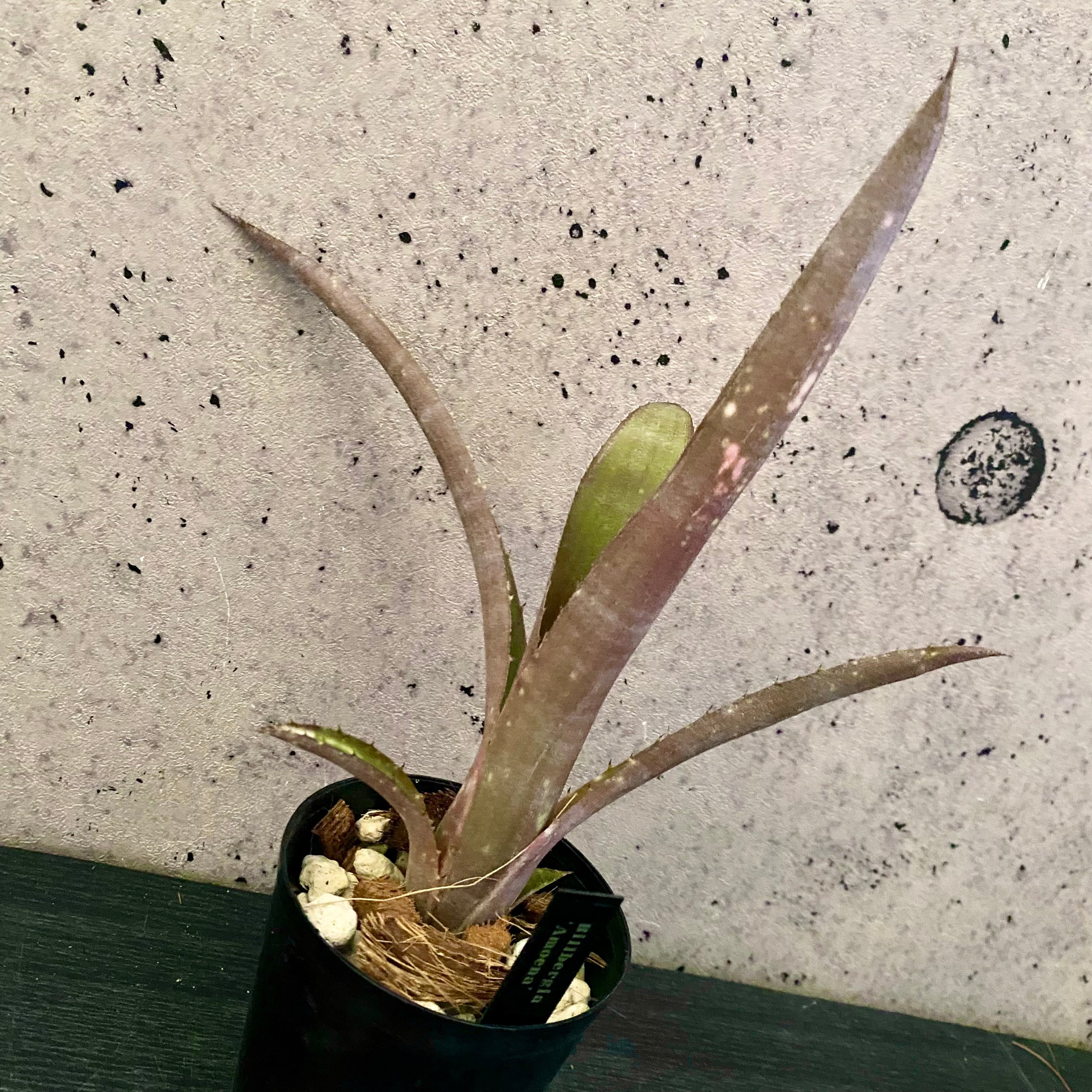 タンクブロメリア | Planet Plants プラネットプランツ