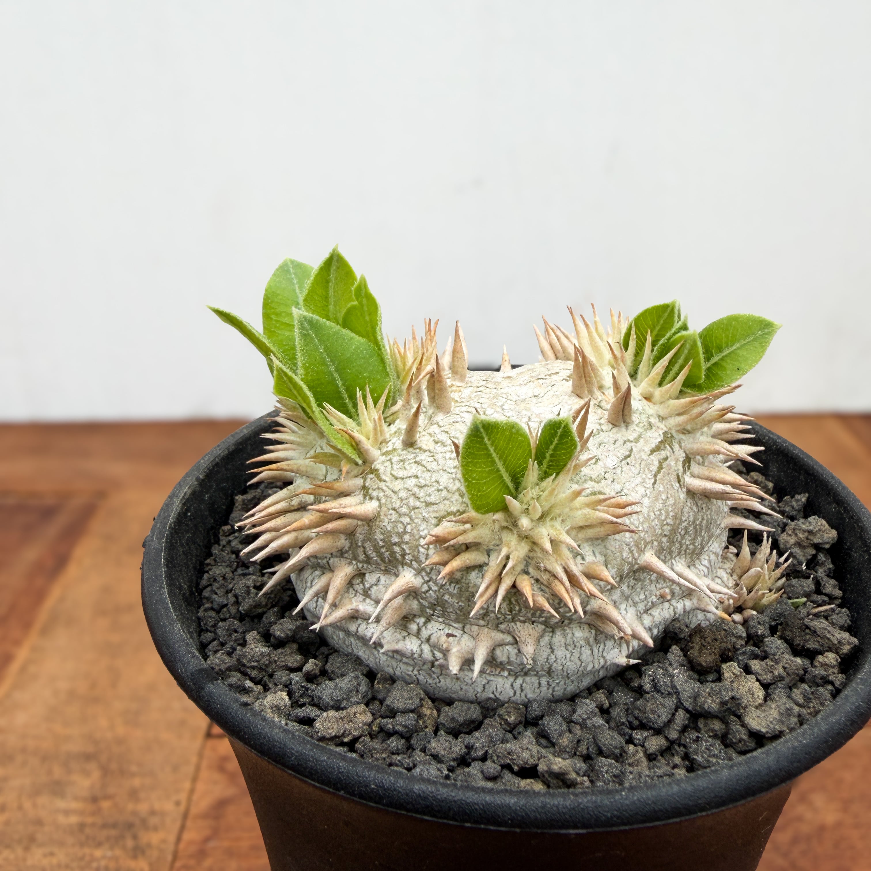 パキポディウム レウコキサンツム Pachypodium brevicaule ssp . Leucoxanthum【パキポディウム