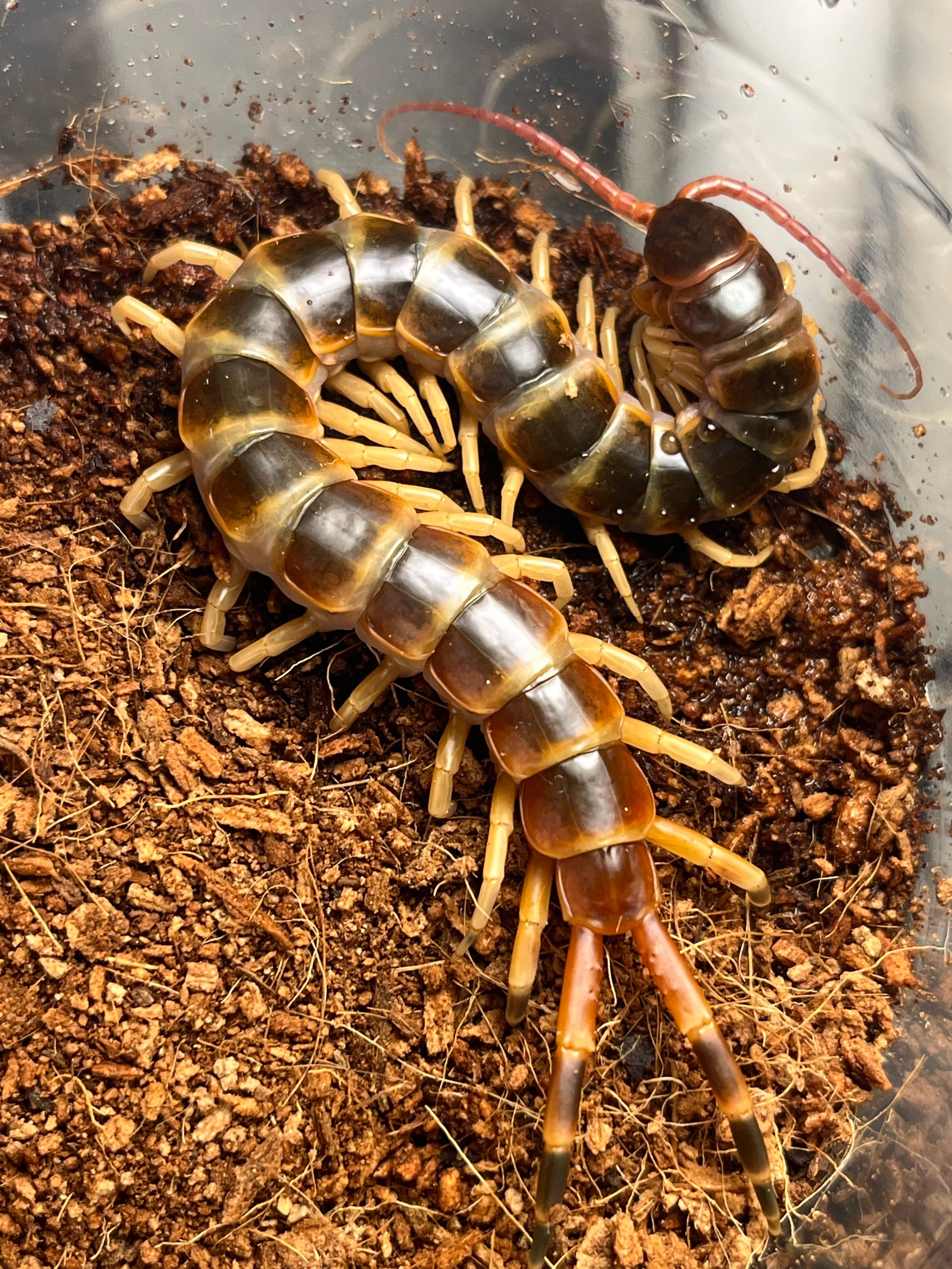外国産ムカデ(タイ産WD)30匹セット#奇蟲 #虫 #ムカデ ケニアブルーレッグ/ Ethmostigmus trigonopodus 1匹 CH幼体 ムカデ