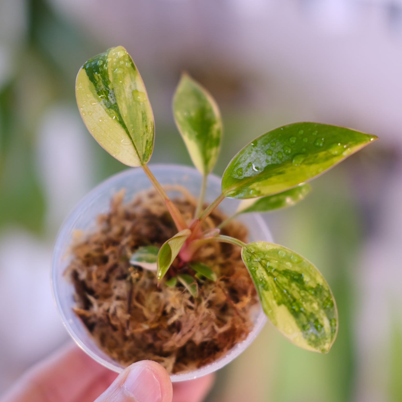 フィロデンドロン・レッドコンゴ②│Philodendron Red Congo