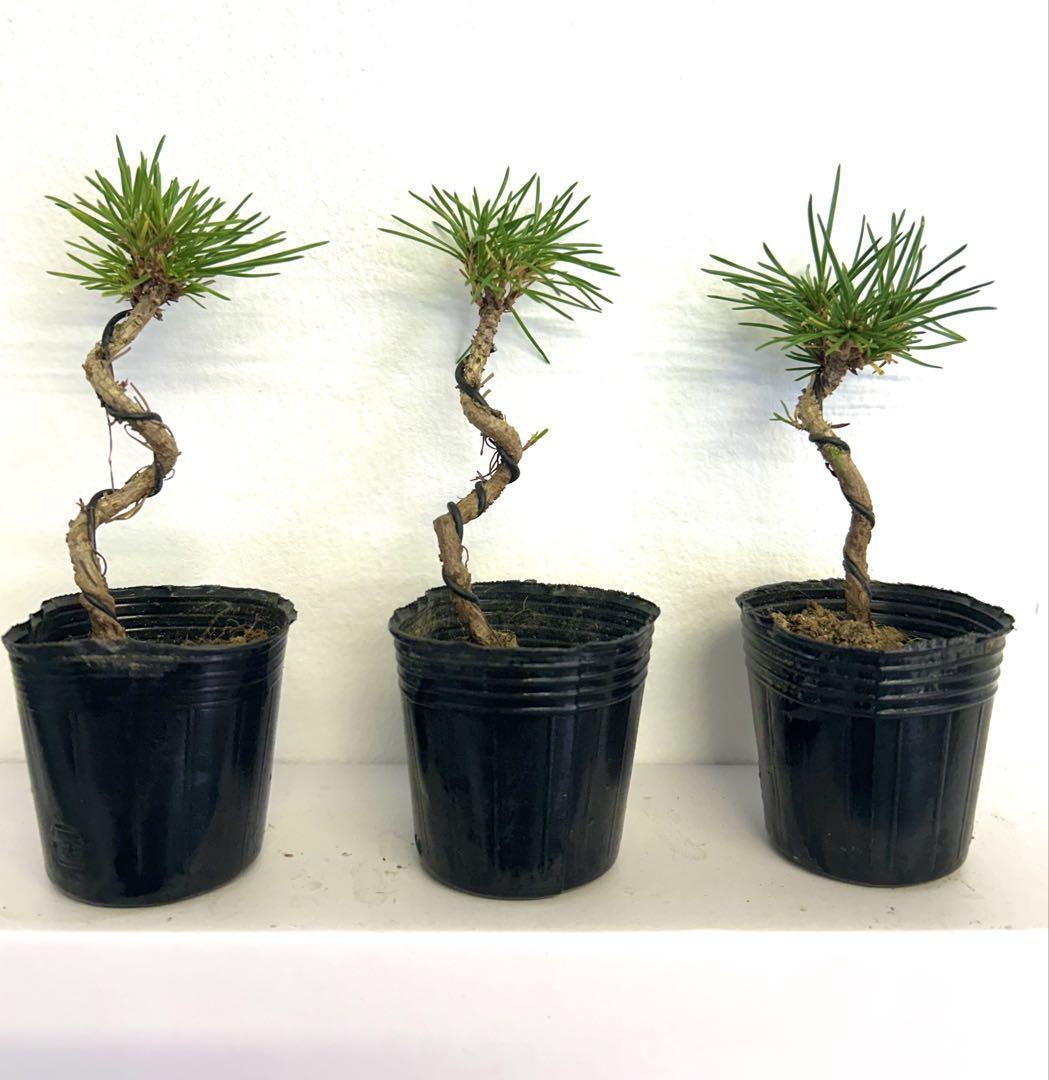 プティ・ローズ