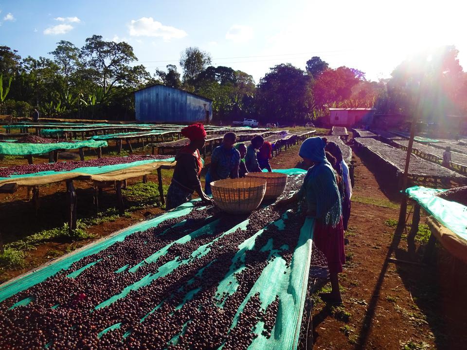 エチオピア イルガチェフ Gedeb Worka Natural G1 250g | Caffe Bal