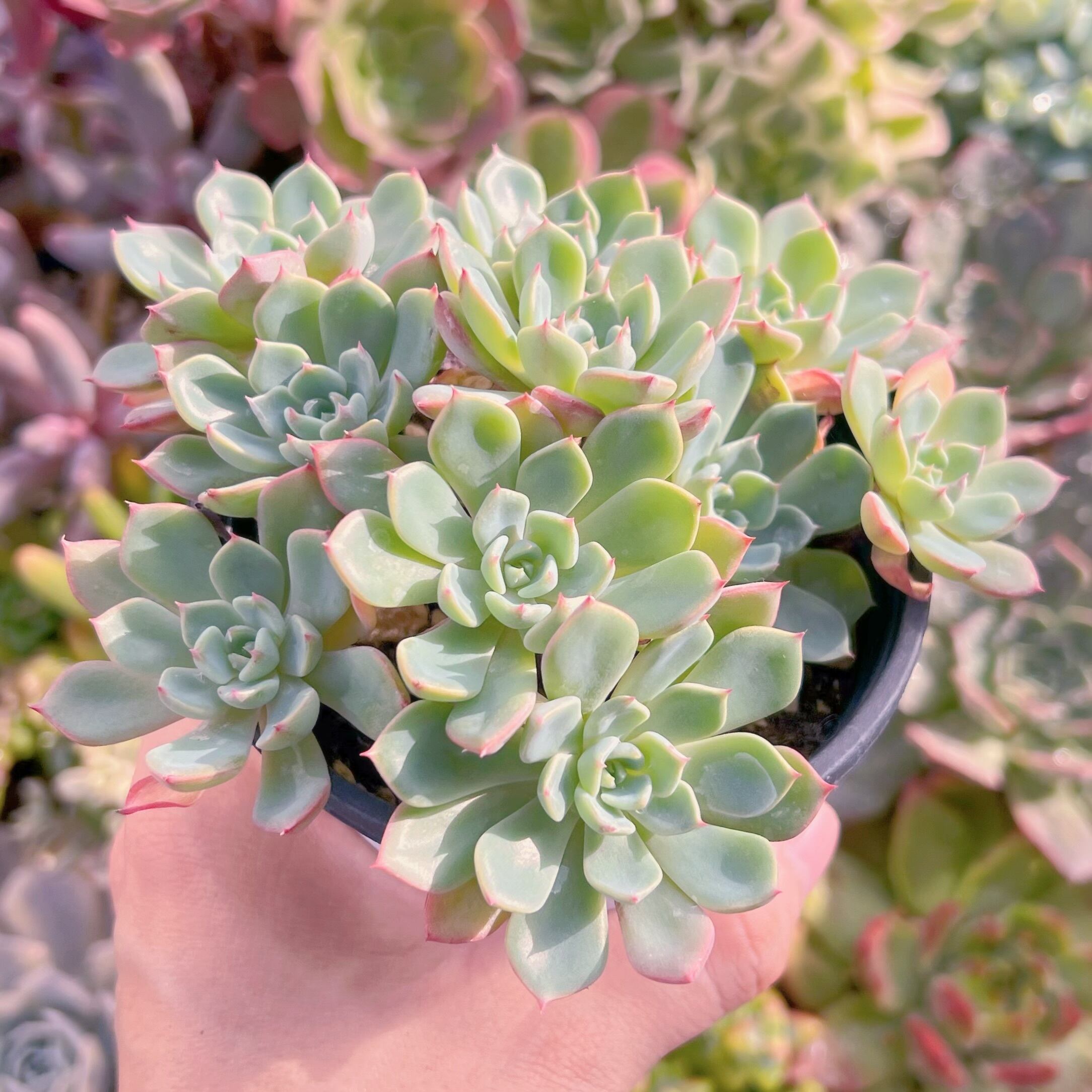 現物　七福美尼#648    古株   るる農園