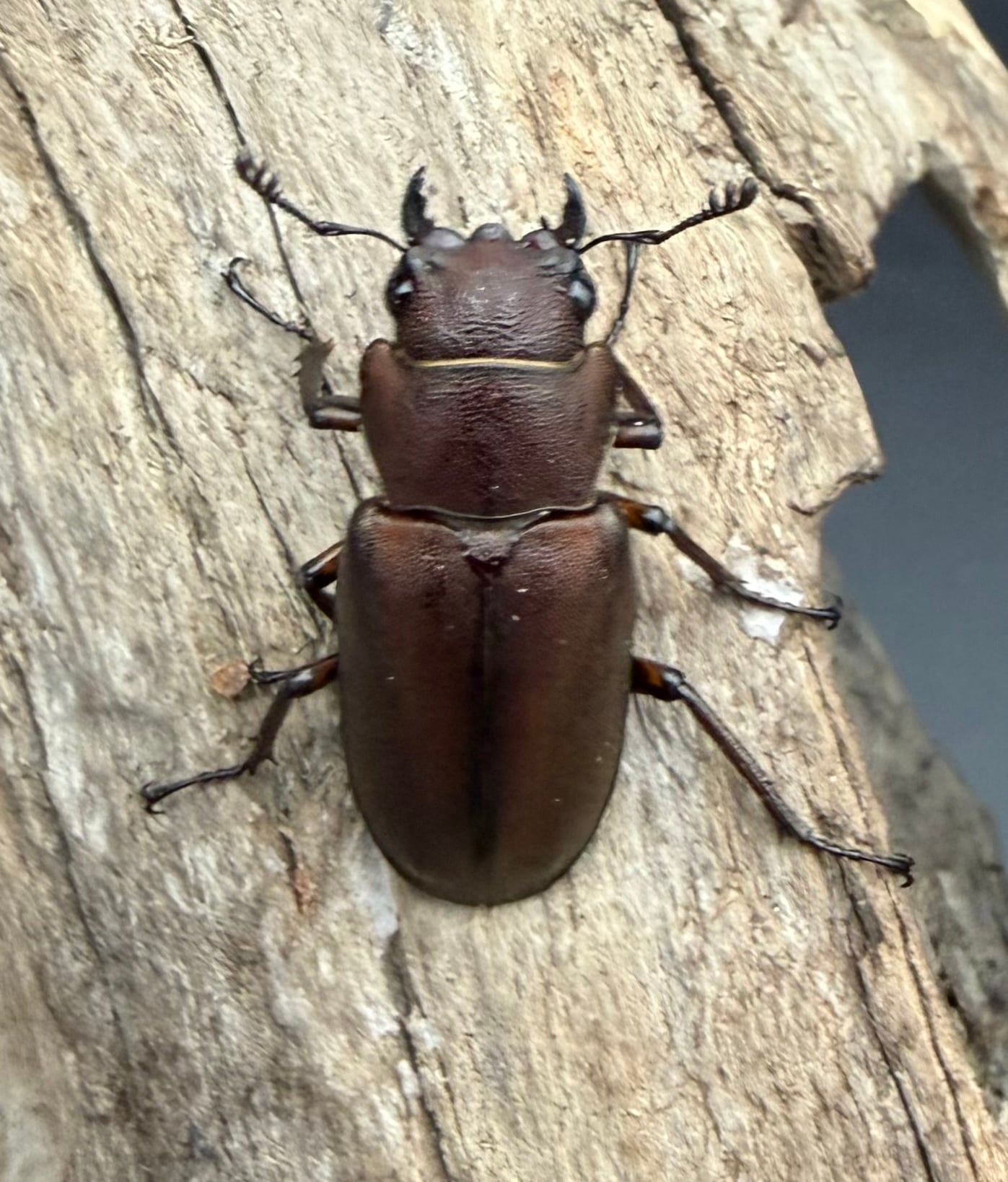 WD】《イグジミウスホソアカ 52mm ペア》 | KPW公式オンラインショップ