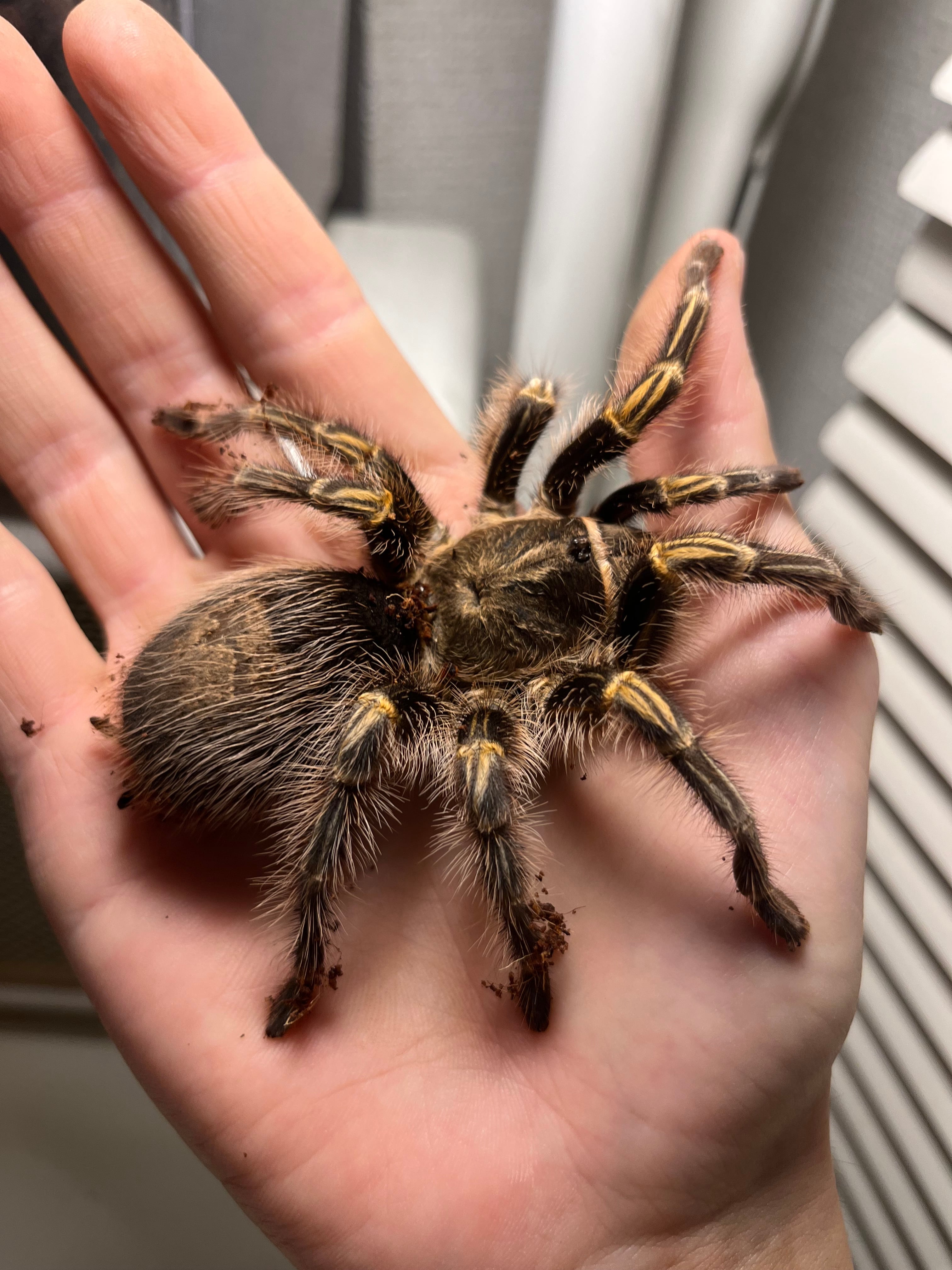 オモニキチュウ