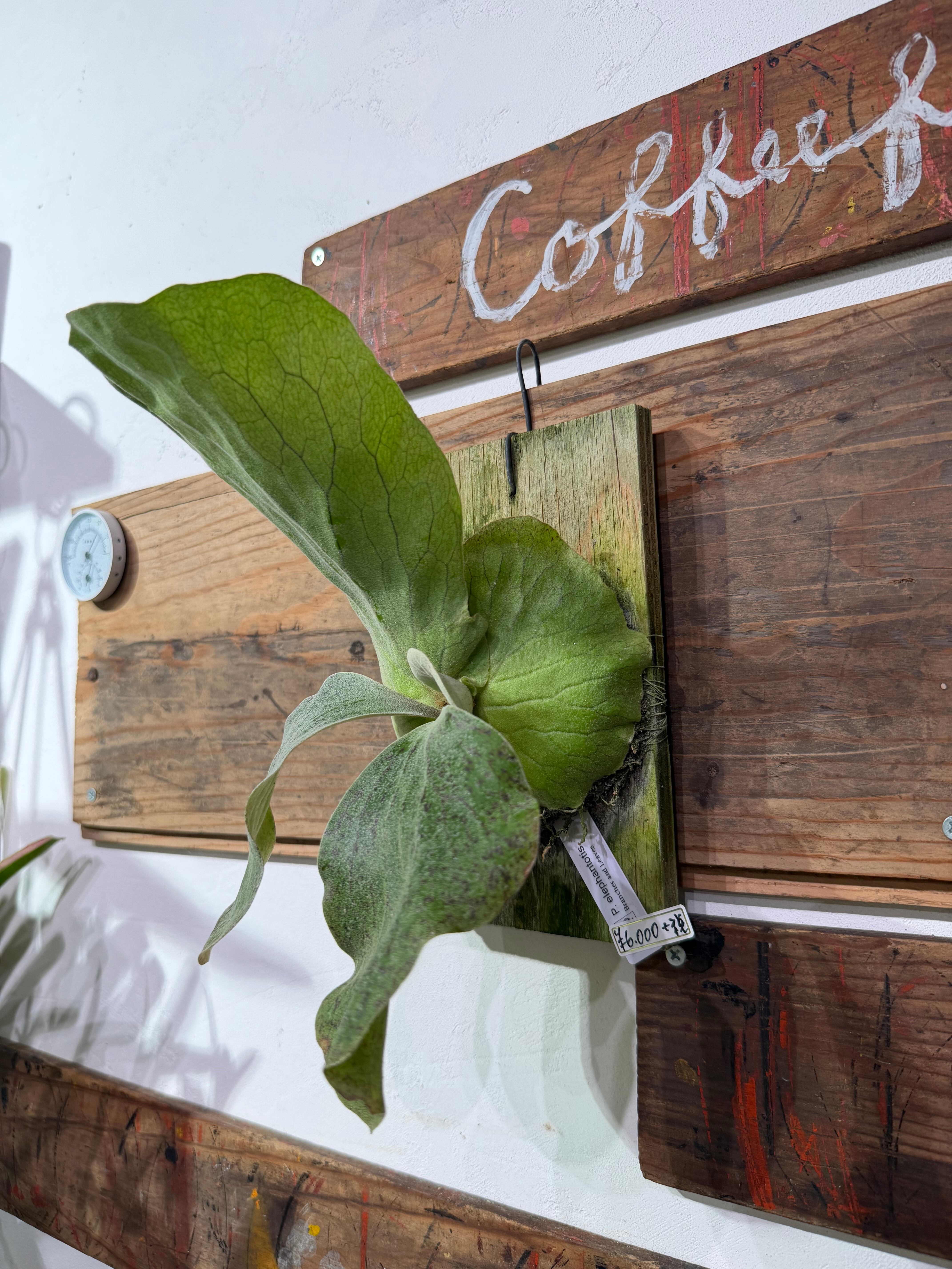 ビカクシダ】エレファントティス!大人気植物！写真の現物を配送します