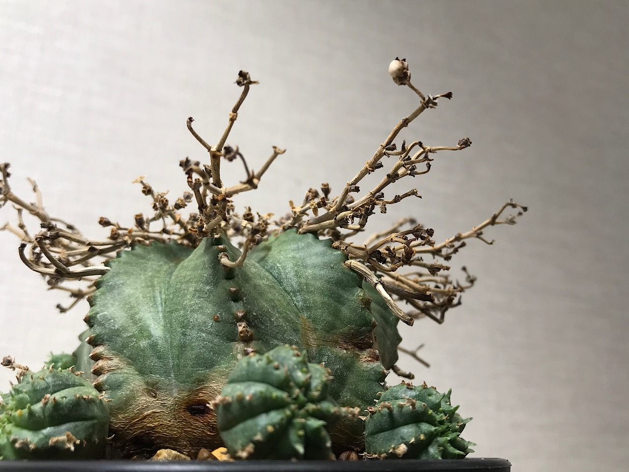 ユーフォルビア 仔吹きバリダ