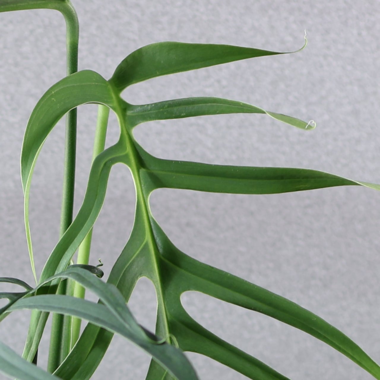 820『urban jungle モンステラ クロアティ』観葉植物 一点もの【送料