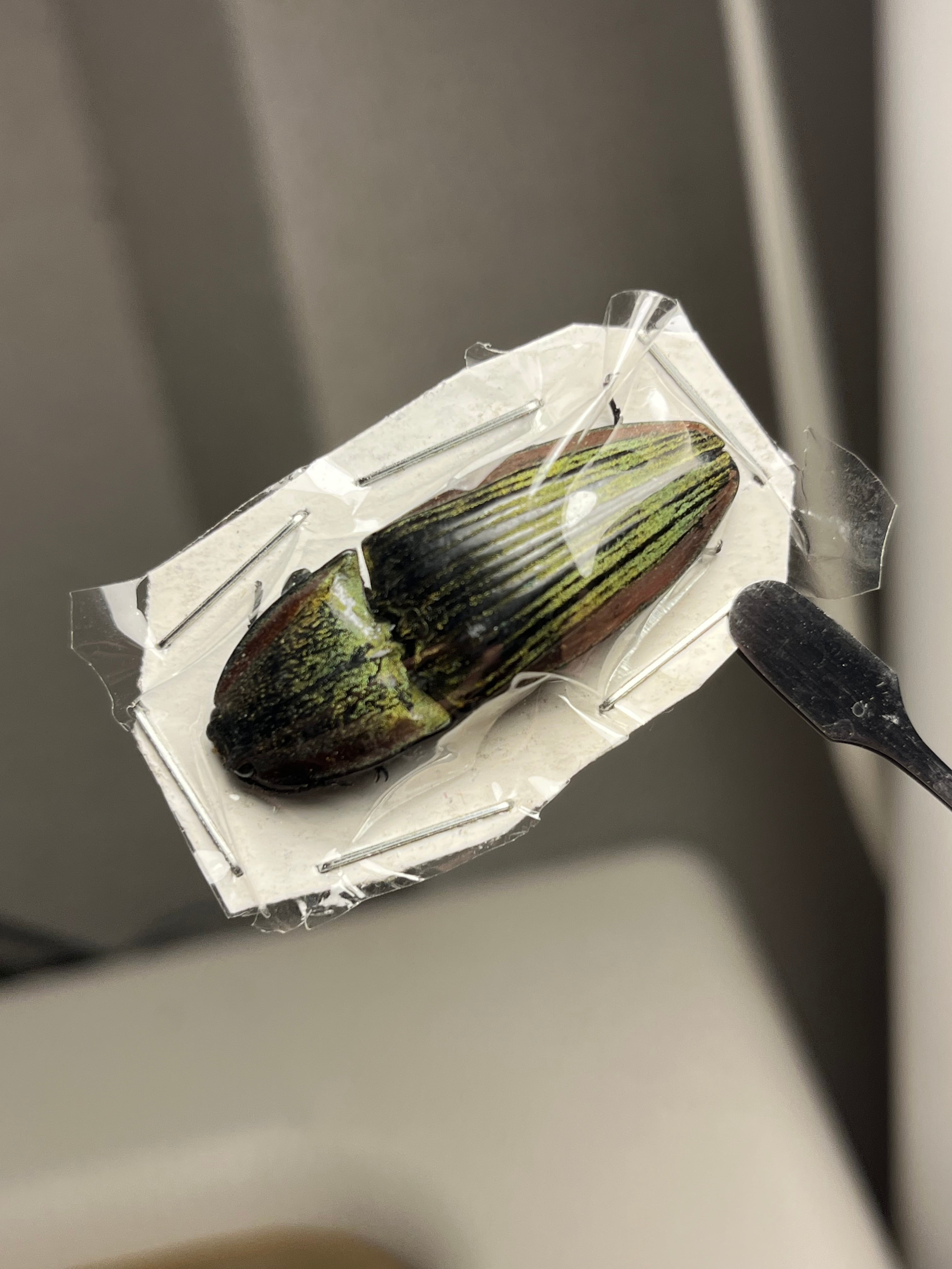 【米搗最大級】Oxynopterus sp.コメツキムシ 69mm ハムシ昆虫標 米搗虫 | オモニキチュウ