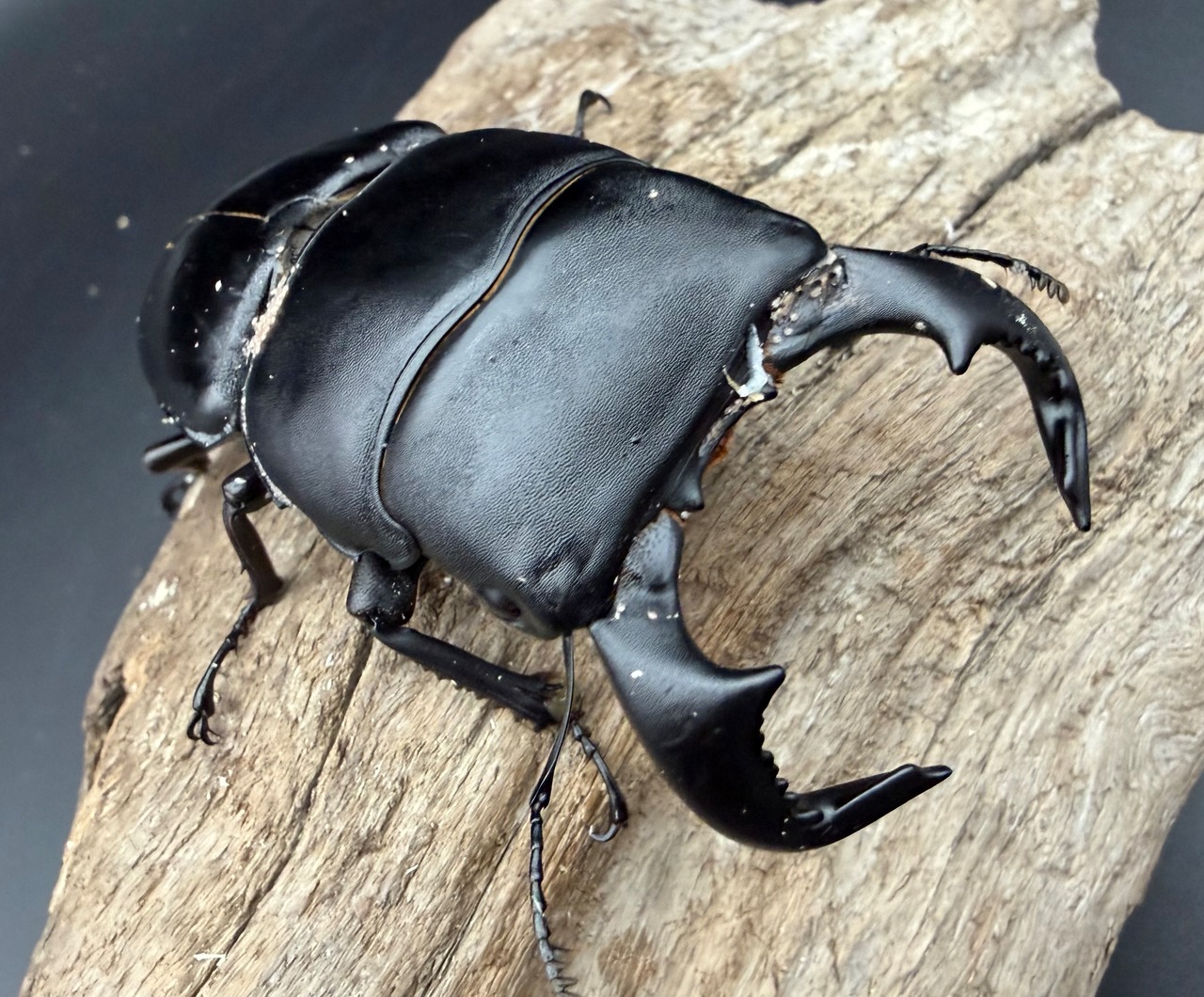 【WD】《ダイオウヒラタ アルゴプーロ産 85mm ペア》