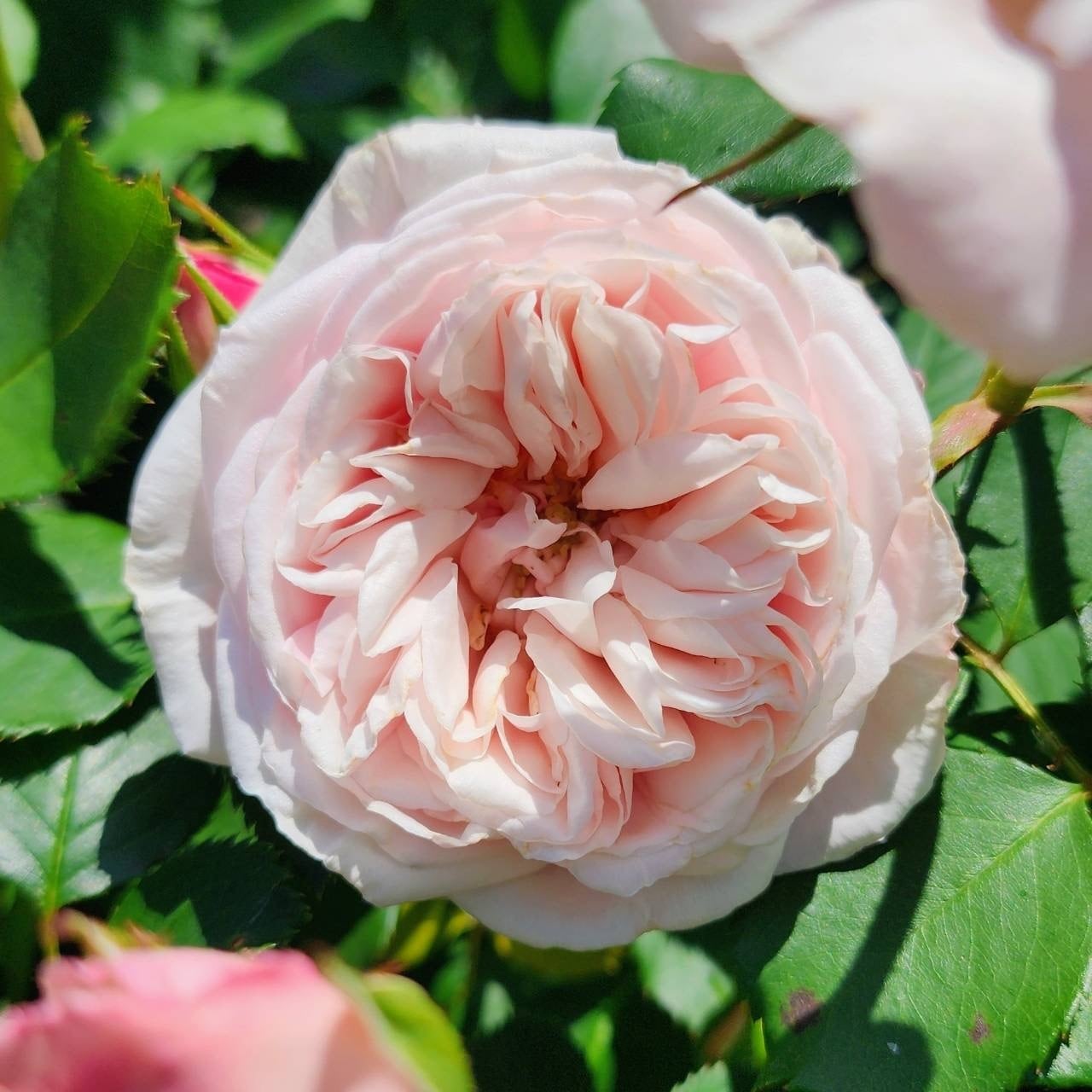 「丸」切り花品種バラ苗　Rome♡ Rose 森農園ネットショップ - 綺麗でごめん超簡単初心者向け丸刈りローズ
