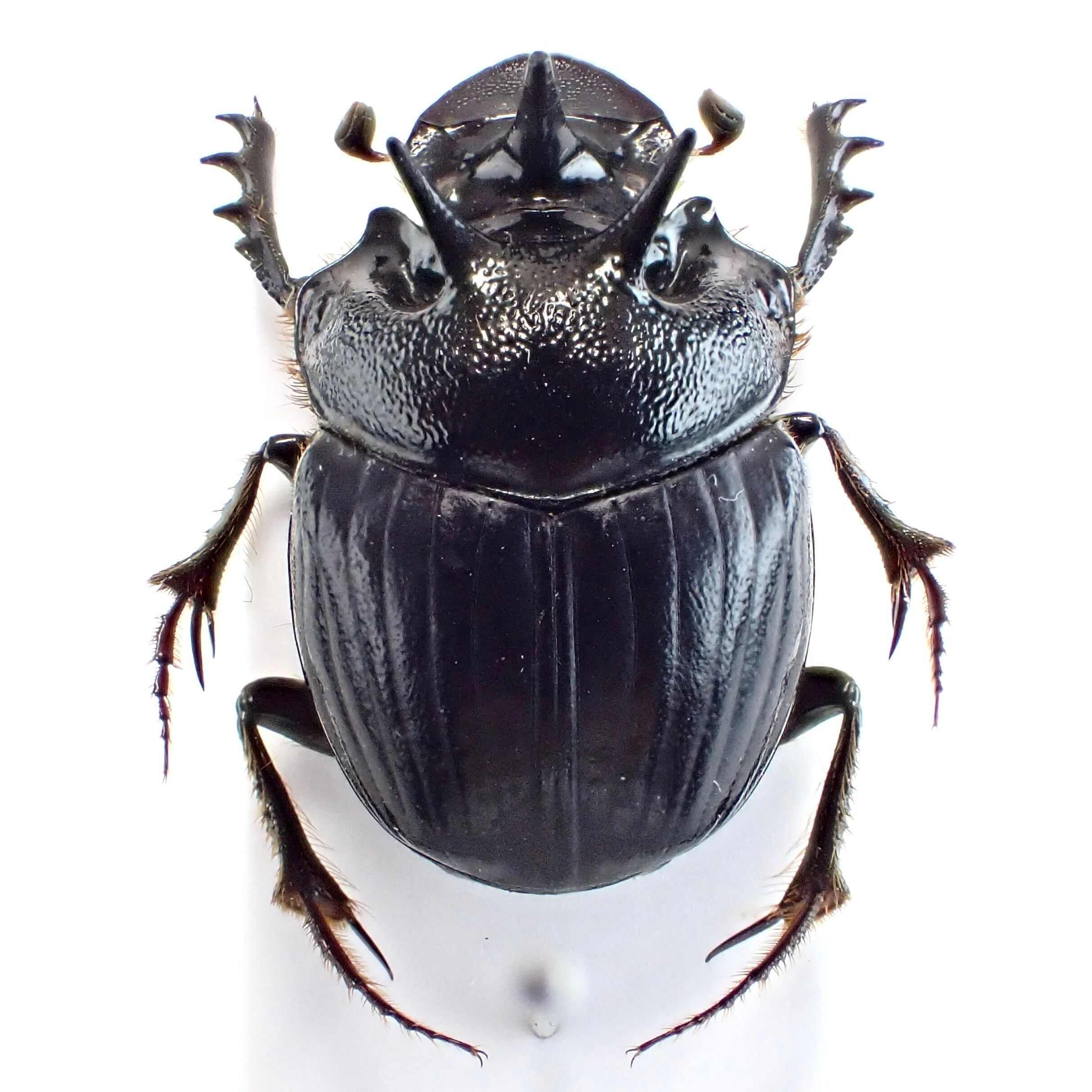オーストラリア産 Onthophagus ferox ♂ 16mm | 昆虫標本 Diggers