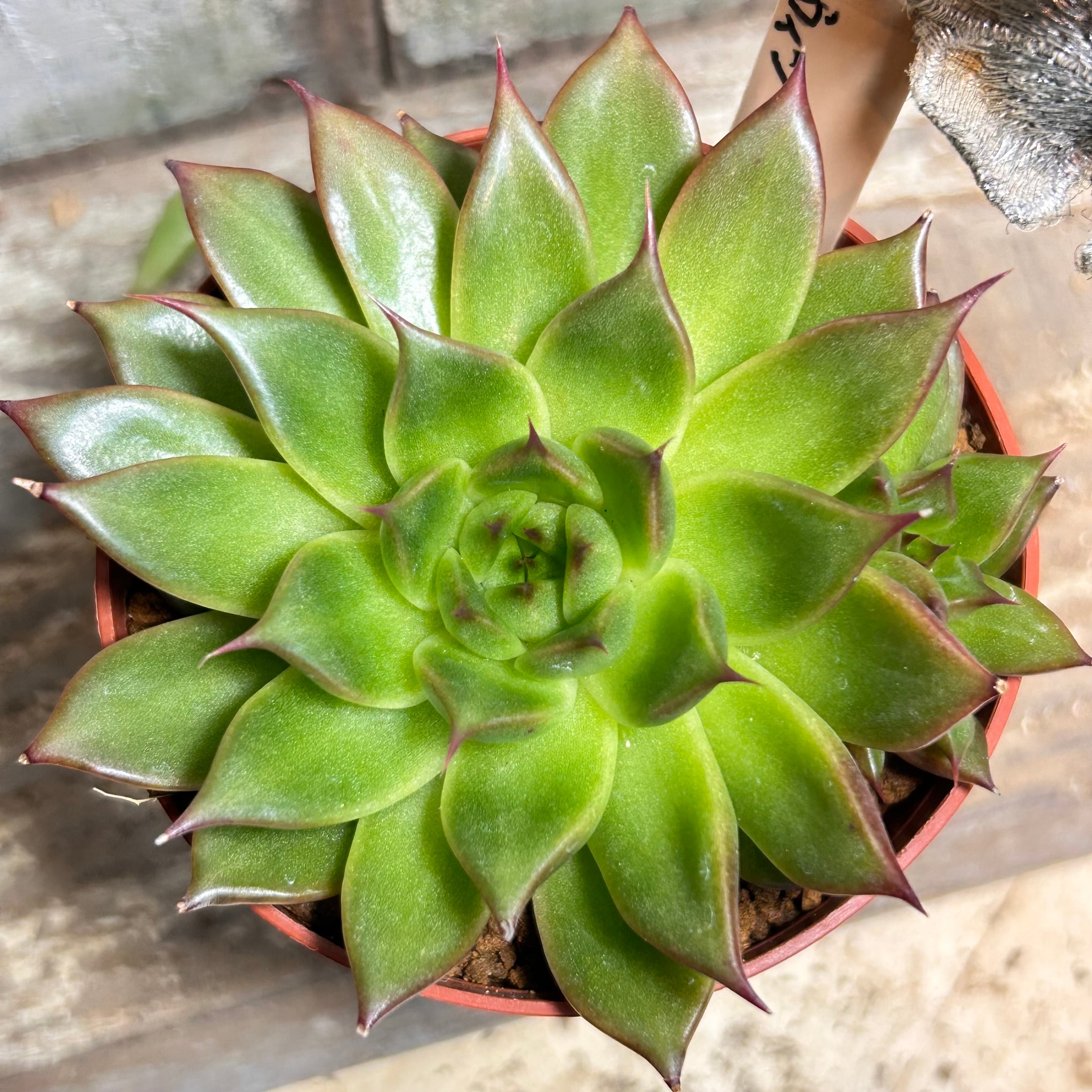 赤富士錦 | RuPo 多肉植物専門店