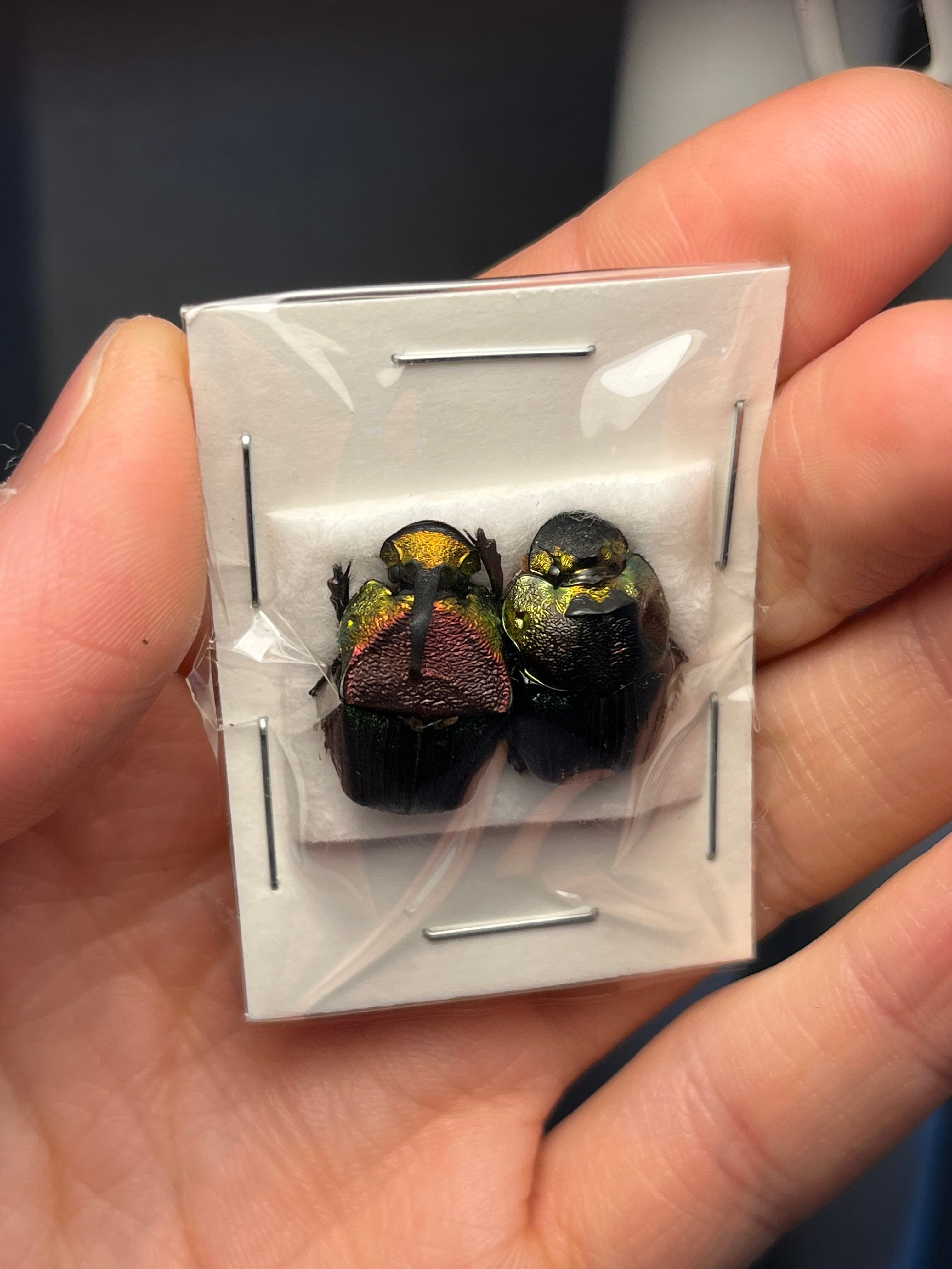 美麗♀】オオエンマハンミョウ Manticora タンザニア産 昆虫標本