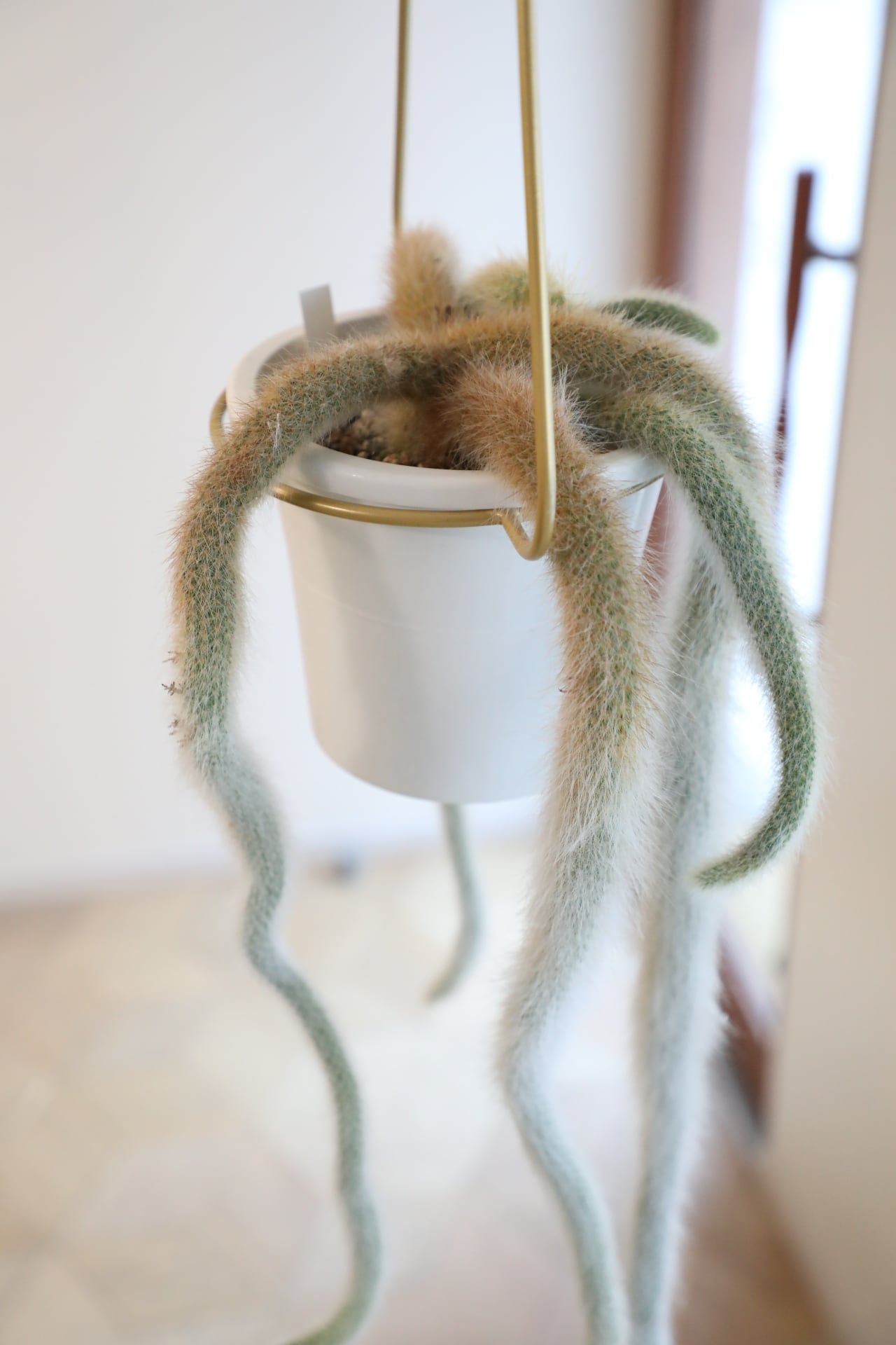 M】ヒルデウィンテラ カラデモノニス/さるのしっぽ ※ゴールド