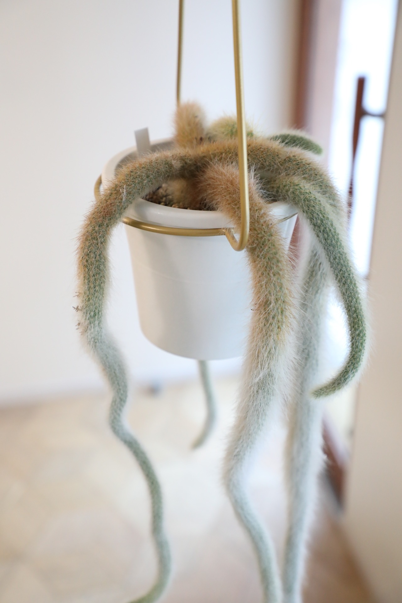 【M】ヒルデウィンテラ カラデモノニス/さるのしっぽ　※ゴールドハンギング付き