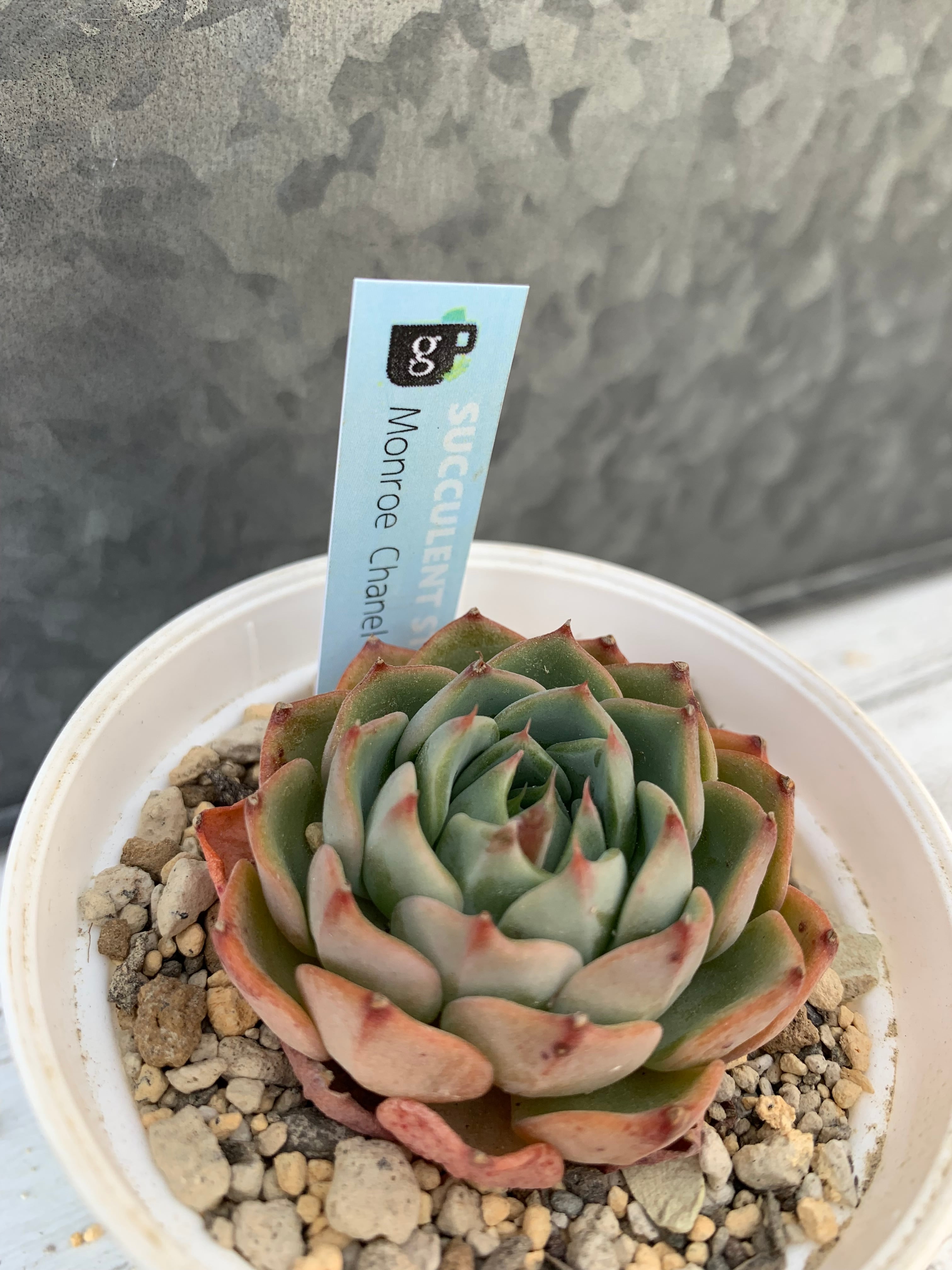 ✨すごくレア✨多肉植物 スターモンロー 韓国苗 ✨すごくレア✨多肉植物 スターモンロー 韓国苗