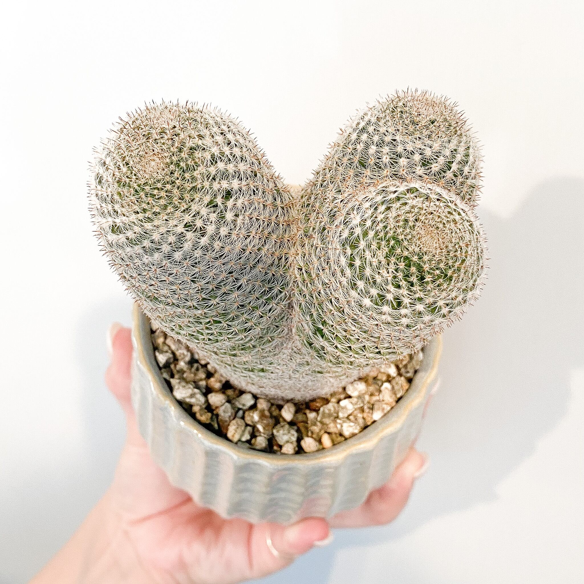 マミラリア・雪絹玉