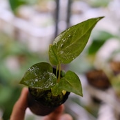 【希少】Anthurium Queen of Heart / アンスリウム クイーン オブ ハート② / 観葉植物<育て方・花言葉>