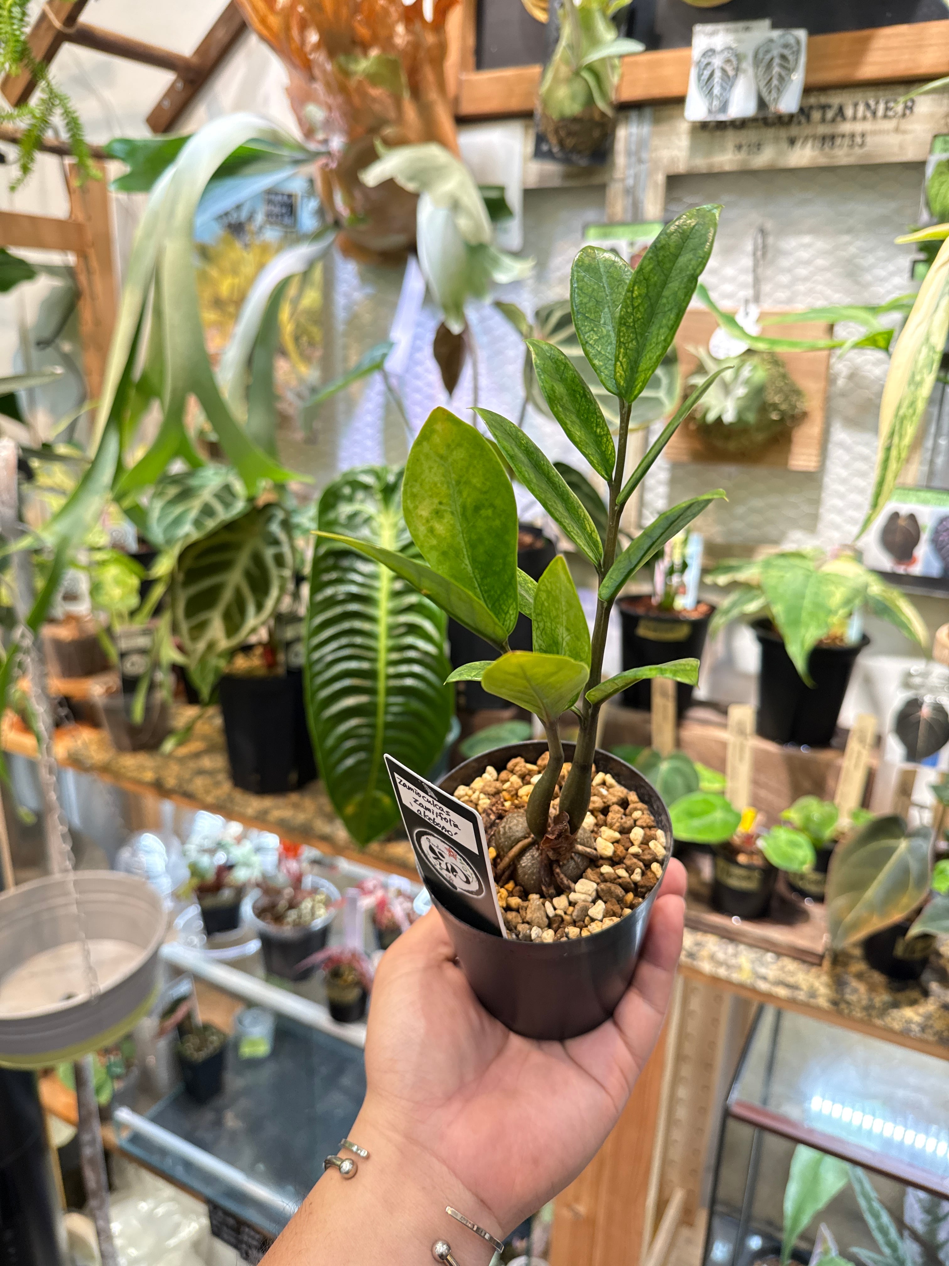 ザミオクルカス　アケボノ　ブラック ザミオクルカス ザミフォーリア variegated 'Akebono' | Gardenえん