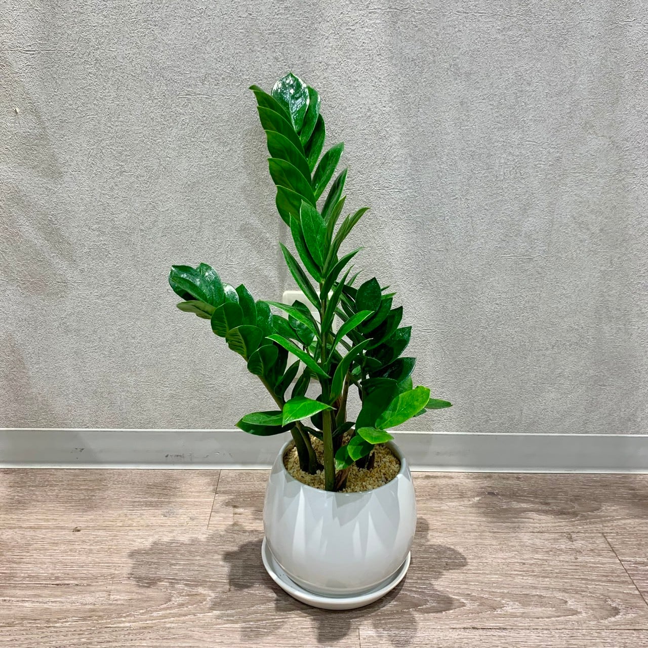 一点もの【ザミオクルカス】｜観葉植物｜ザミオクルカス｜金銭樹｜開店