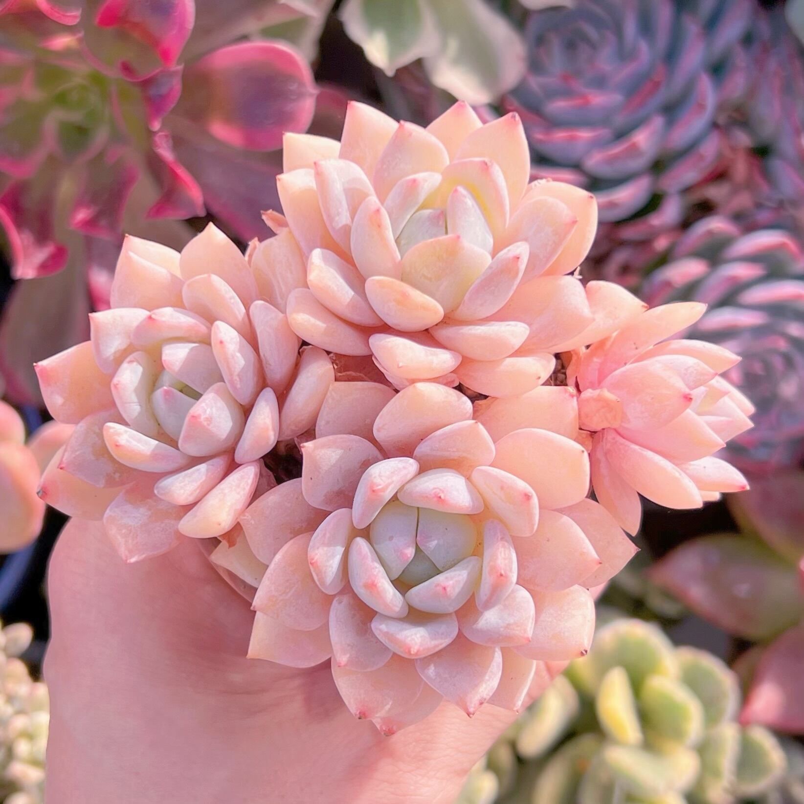 現品　夢雪#726    群生　るる農園