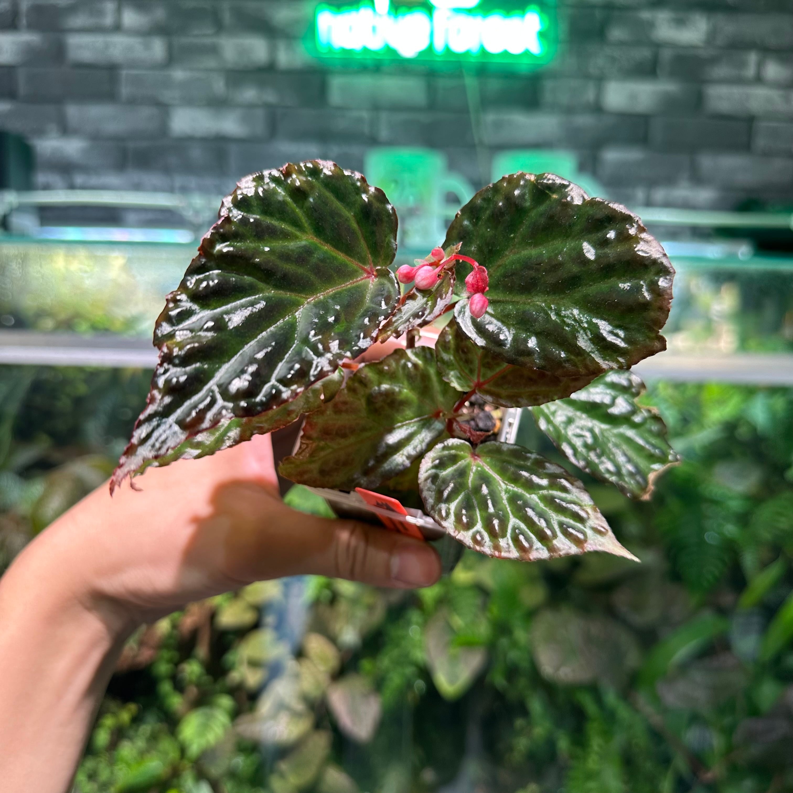 Anthurium 'Red Crystallinum'(NSE #2) x 'Black Widow' x Michelle