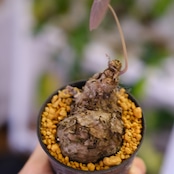 Stephania kaweesakii / ステファニア カウィーサキー㉜/ 観葉植物