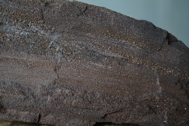 ドイツ産ドゥルージーペトリファイドウッド Petrified Wood / Quartz 1837