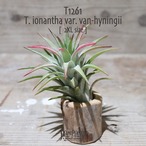 【送料無料】vanhyningii〔エアプランツ〕現品発送T1261