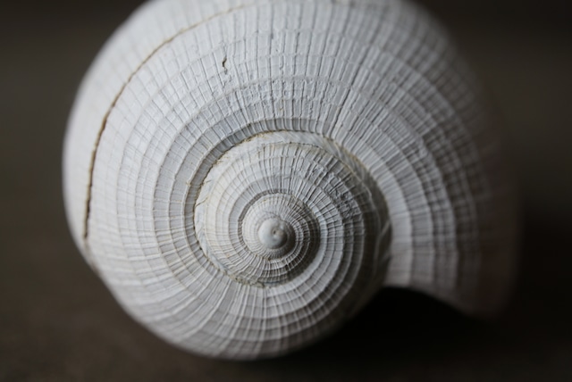 フロリダ州産巻貝化石 Ficus floridensis 1628