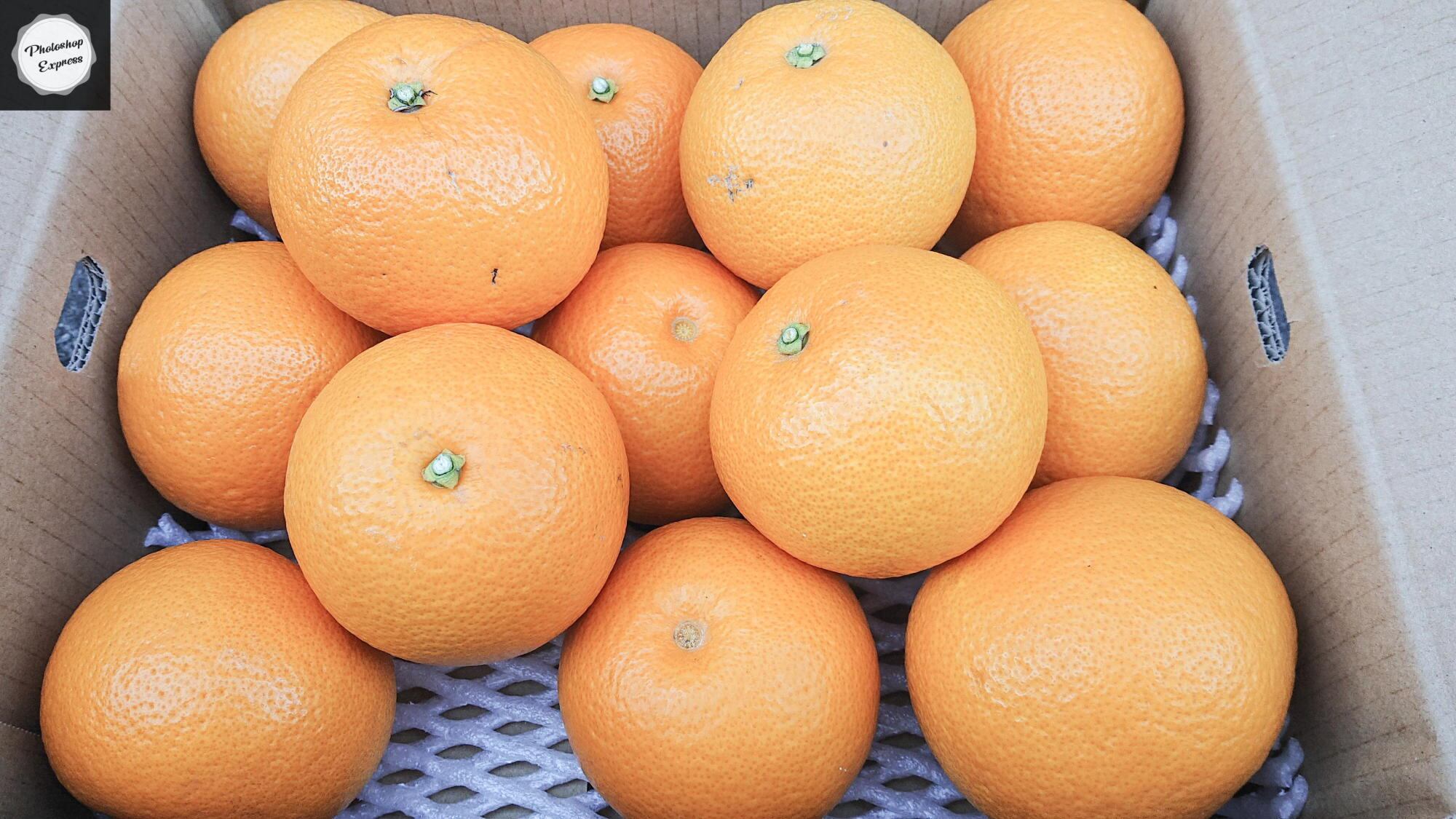 八朔 5kg 11~15玉（サイズ混合） | 千光士農園