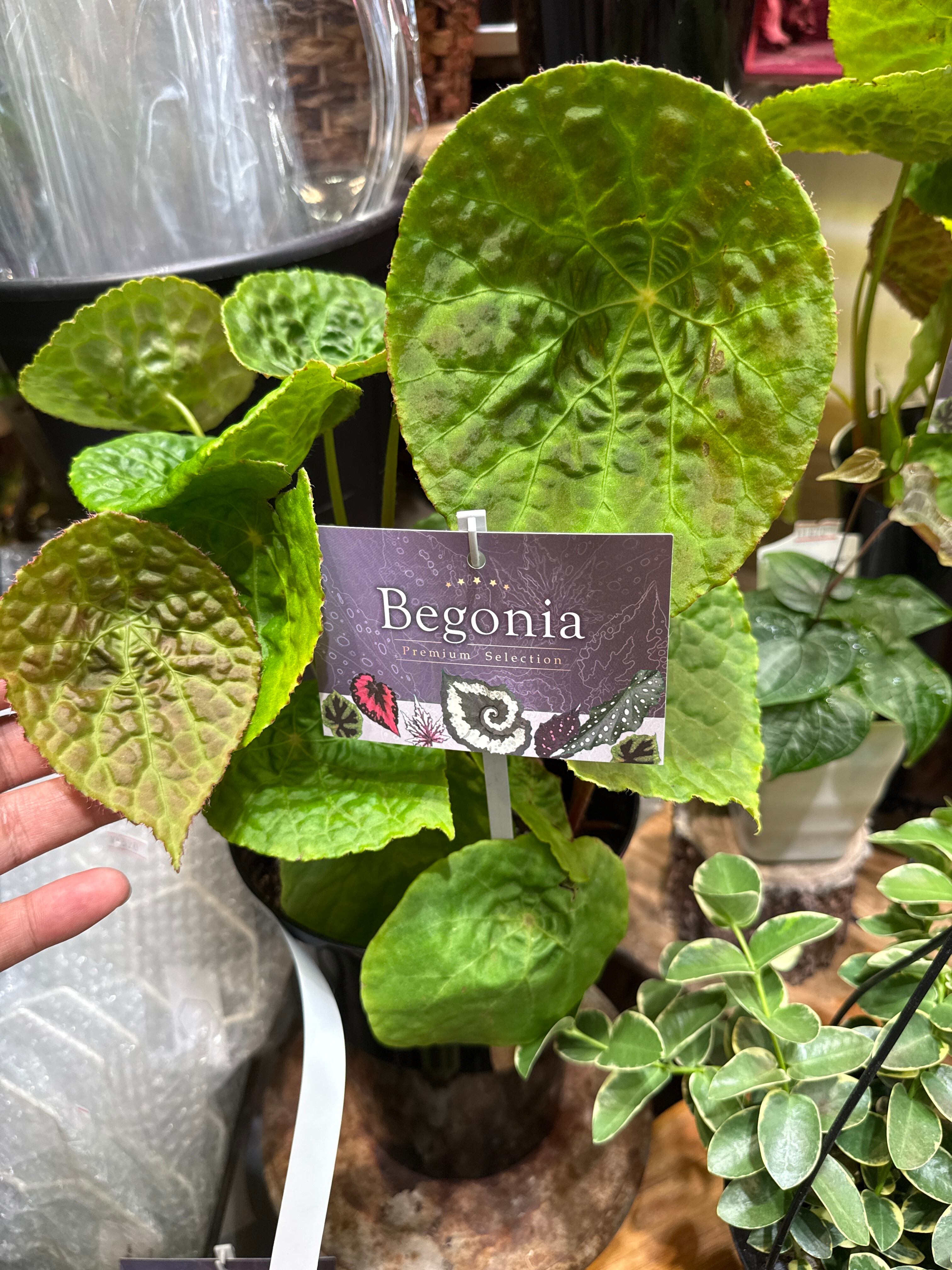 ベゴニア・ペペロミアなど | Gardenえん 【観葉熱帯植物】