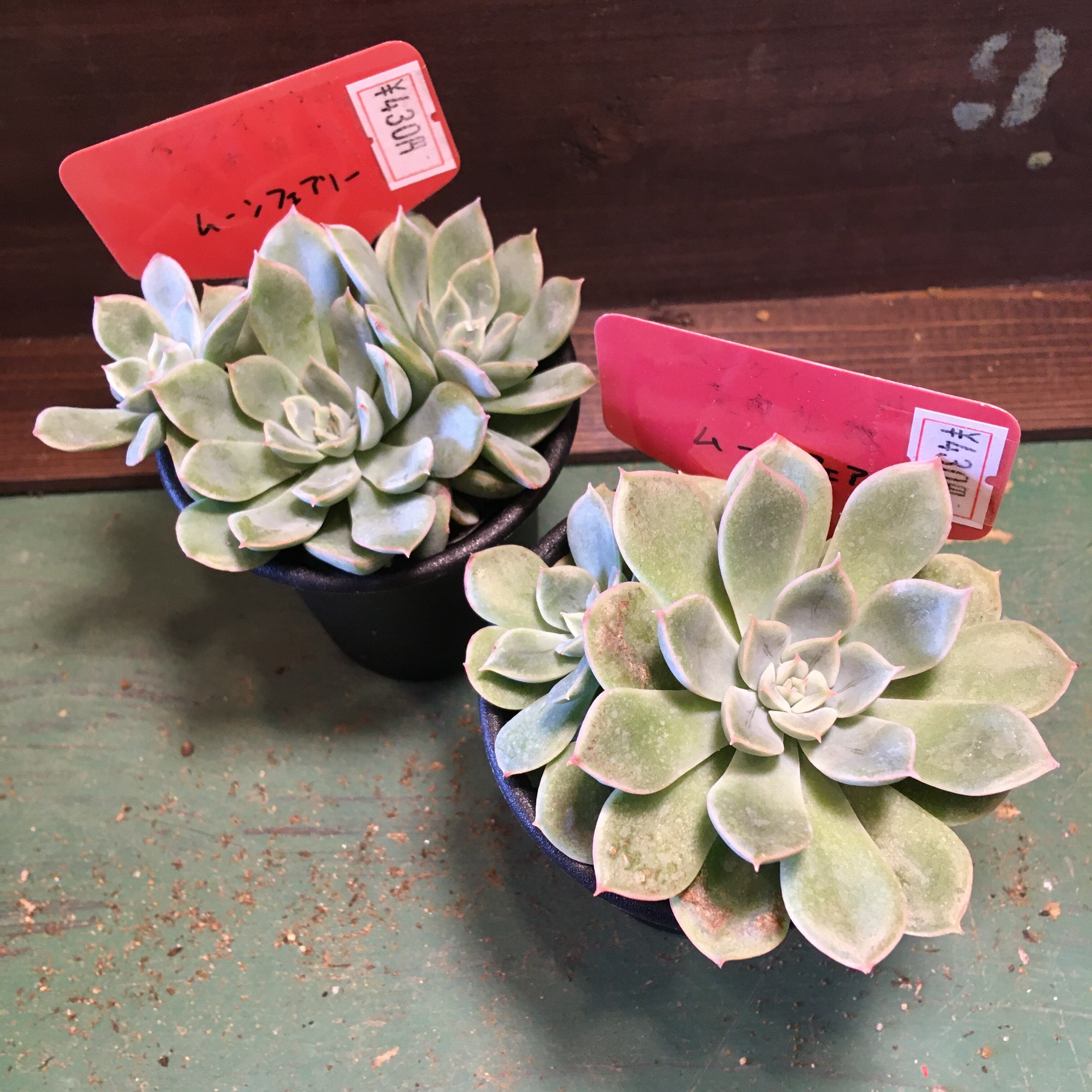 ムーンフェアリー Rupo 多肉植物専門店
